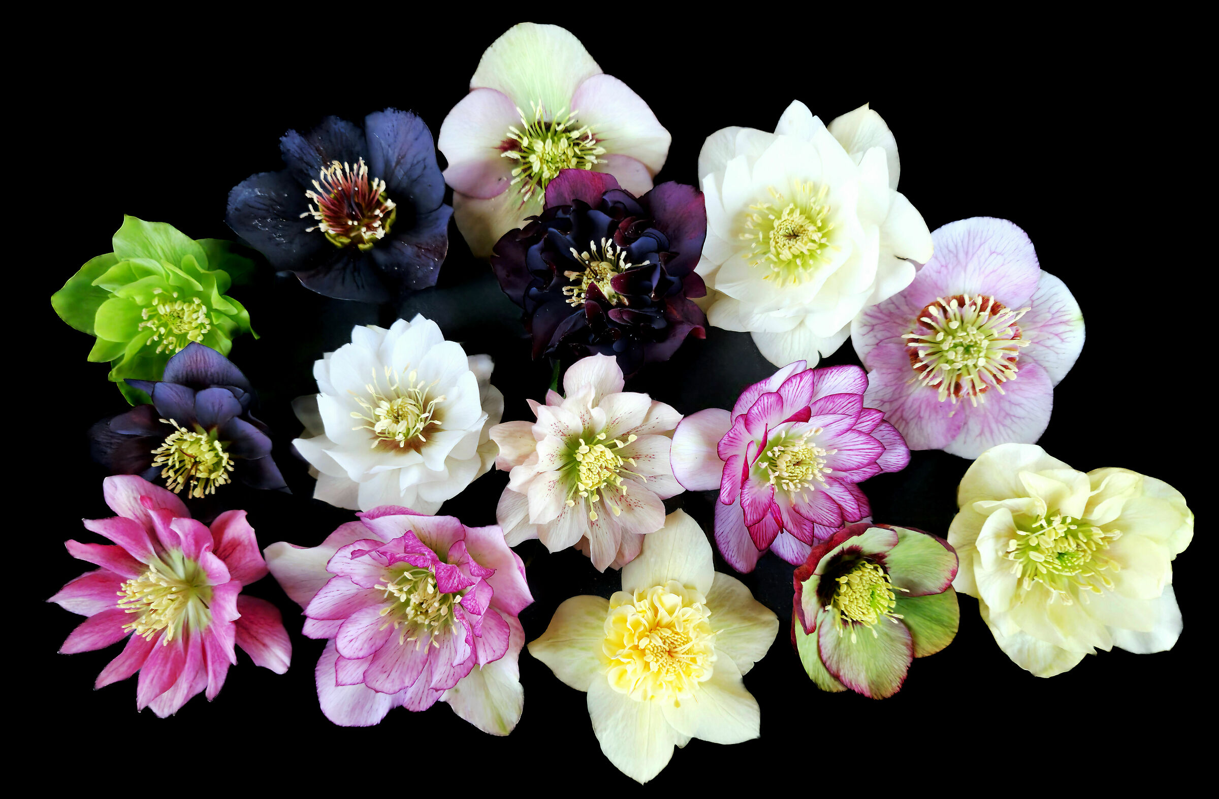 Helleborus 2024