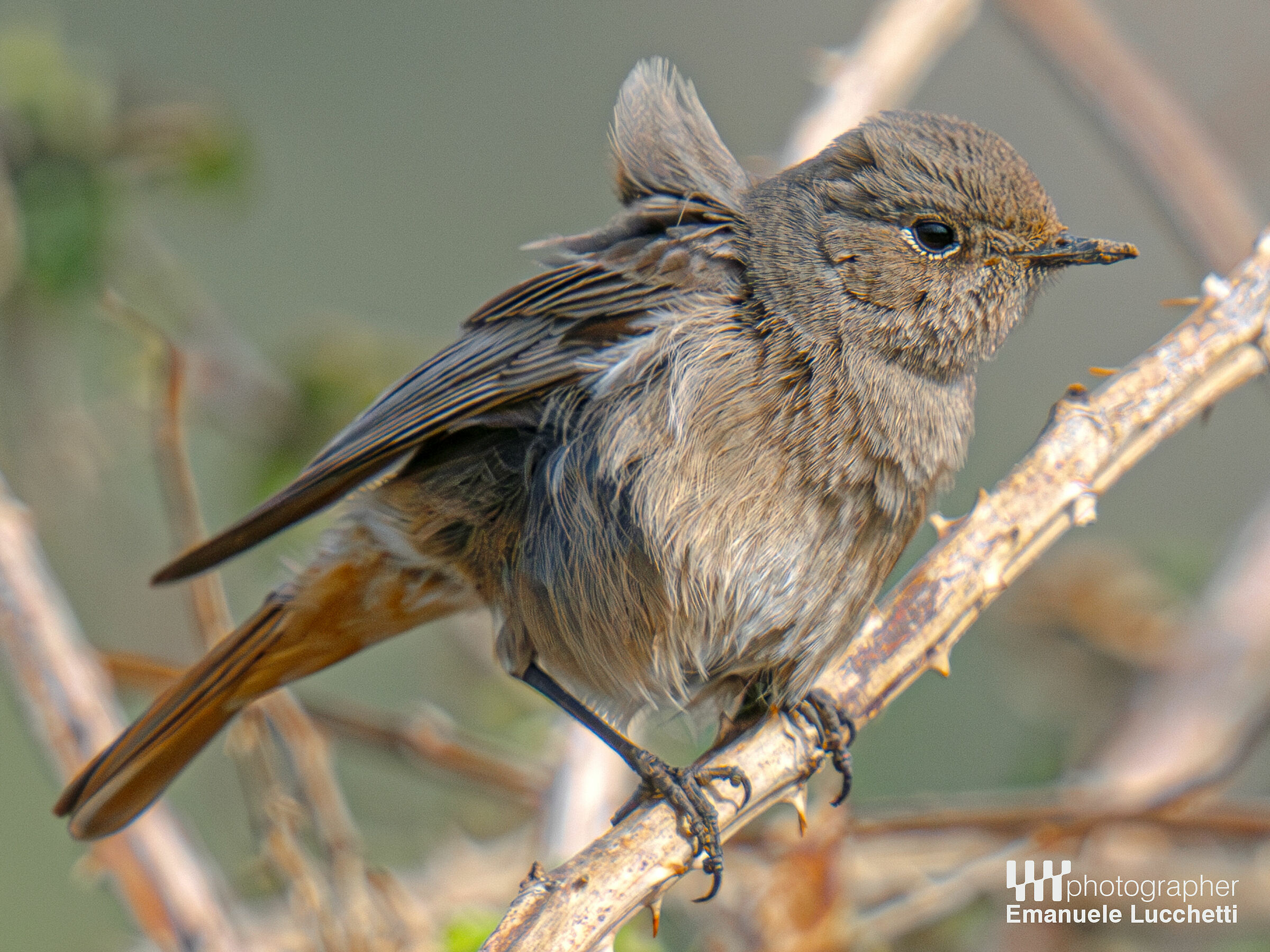 Redstart (female)