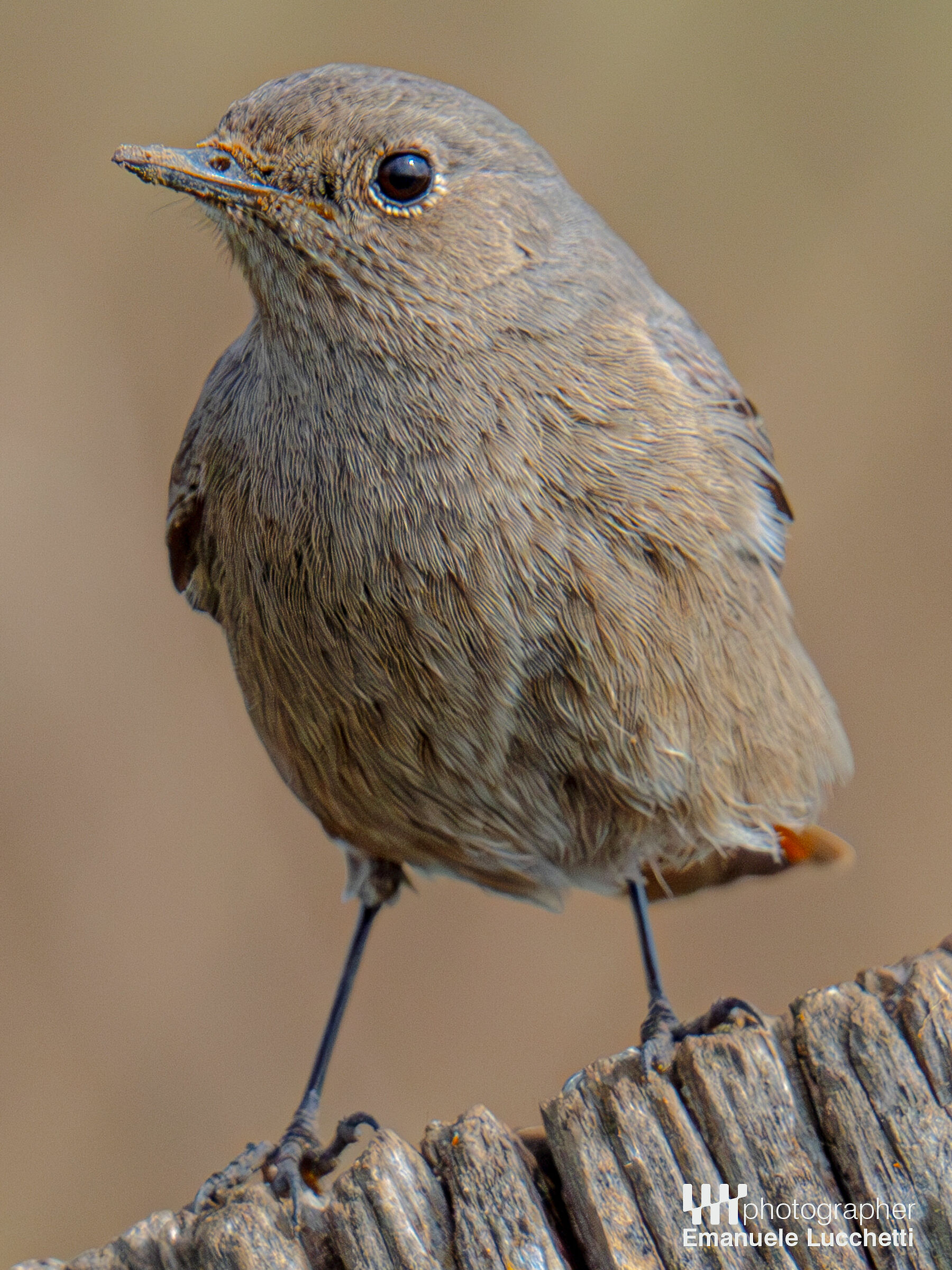 Redstart (female)