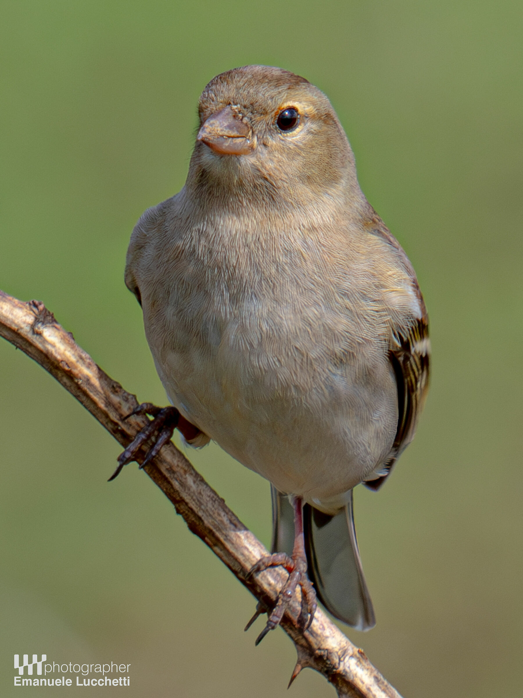 Chaffinch (female)
