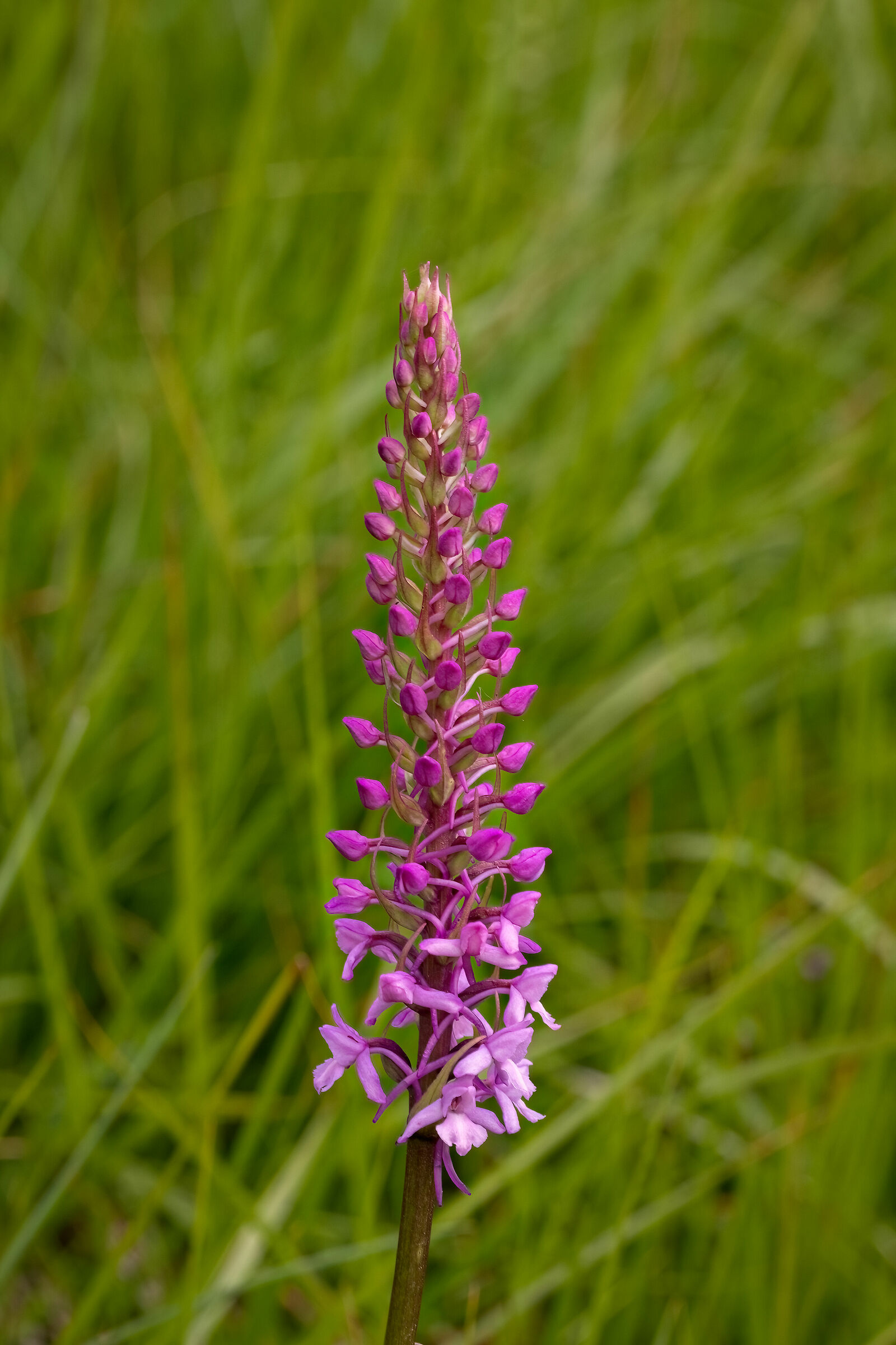...orchidee...