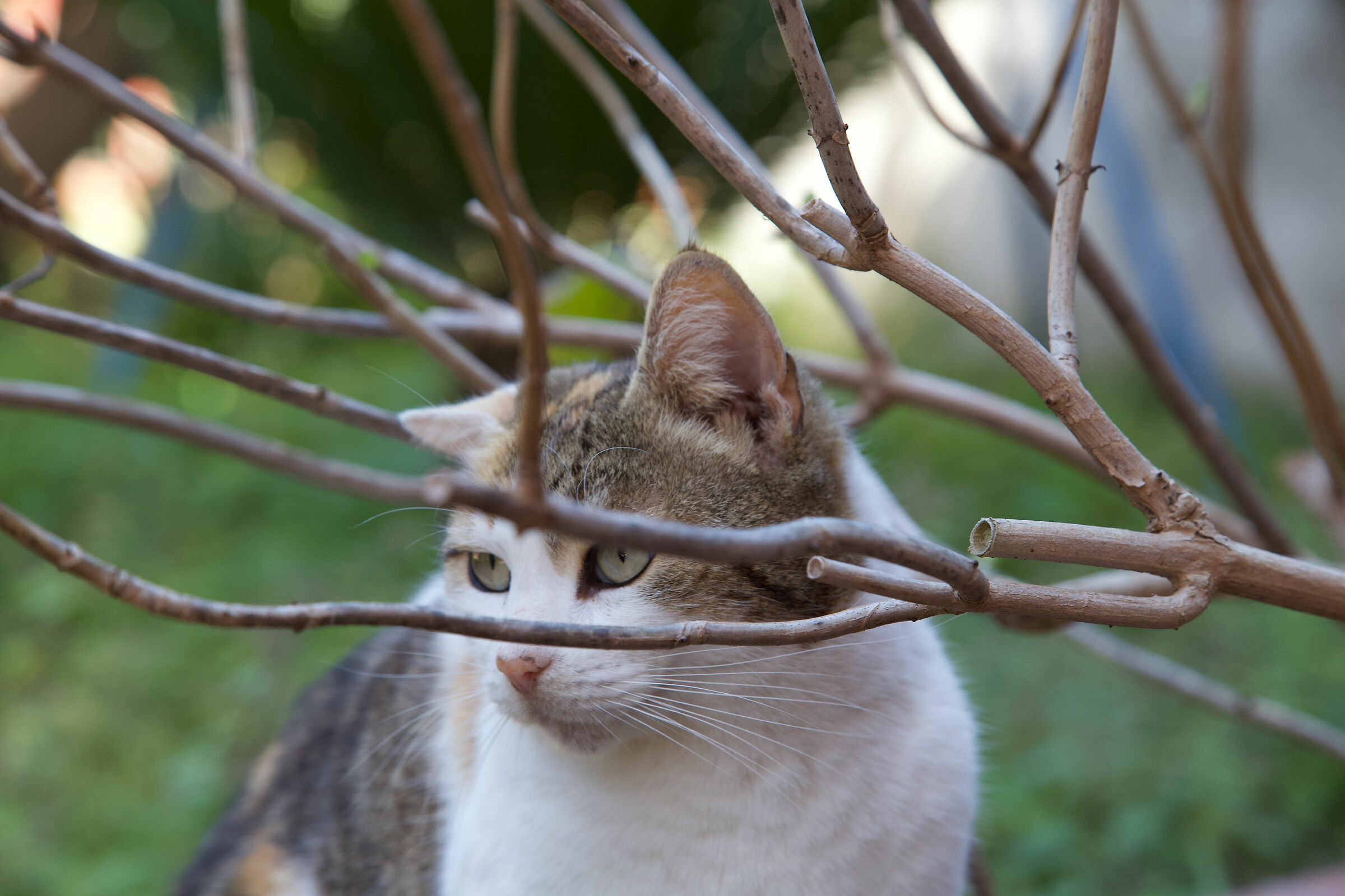 Domestic, but not too much