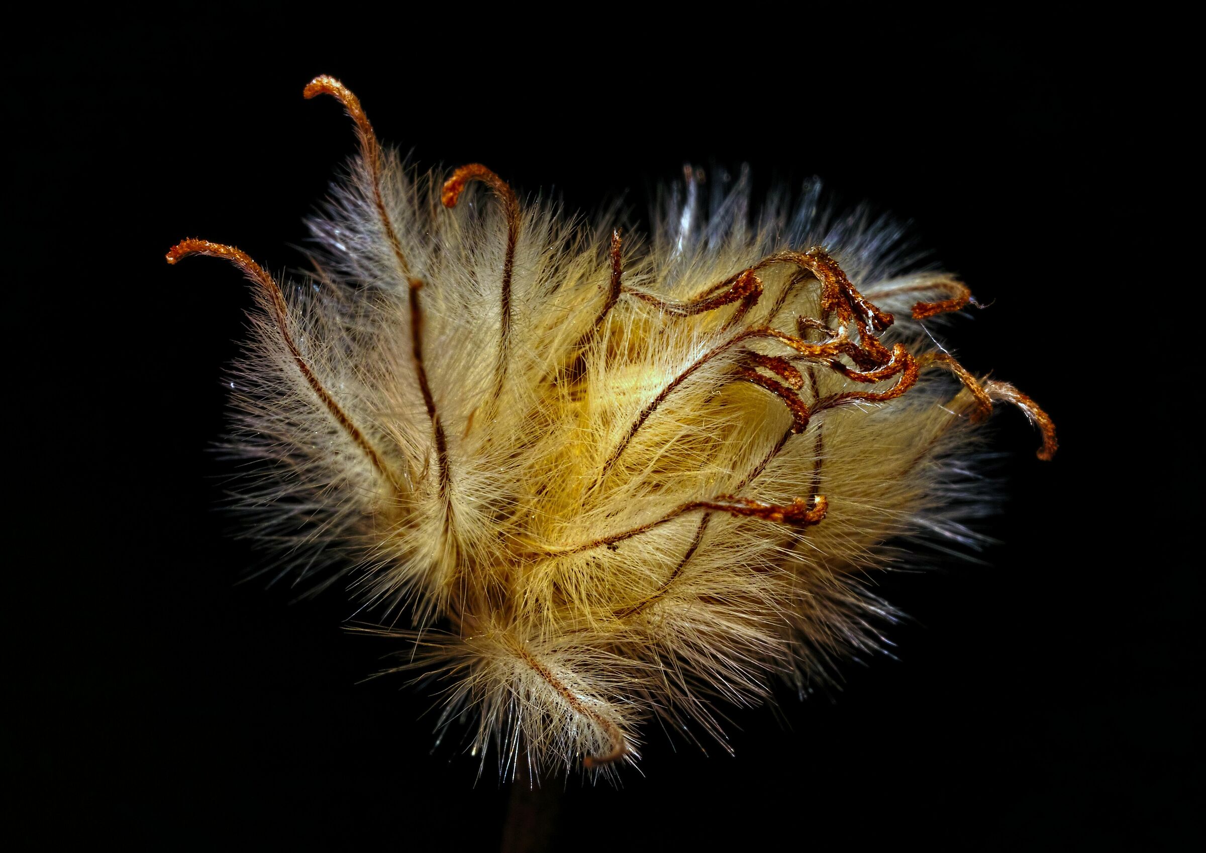 Clematis Paul Farges Estate Neve
