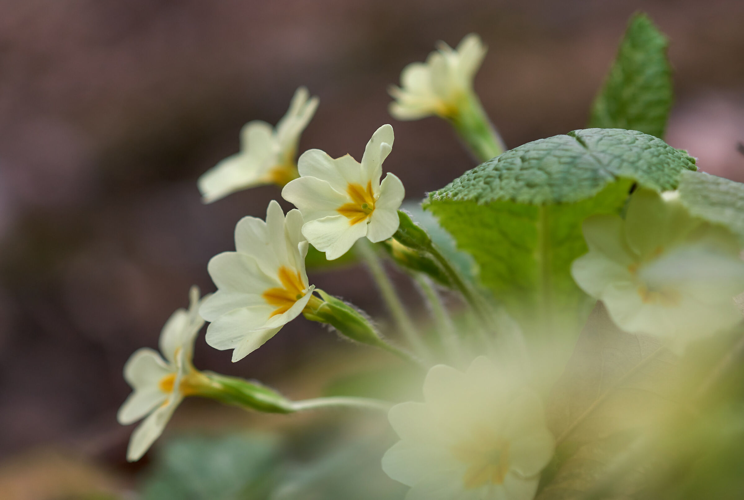 Primula vulgaris