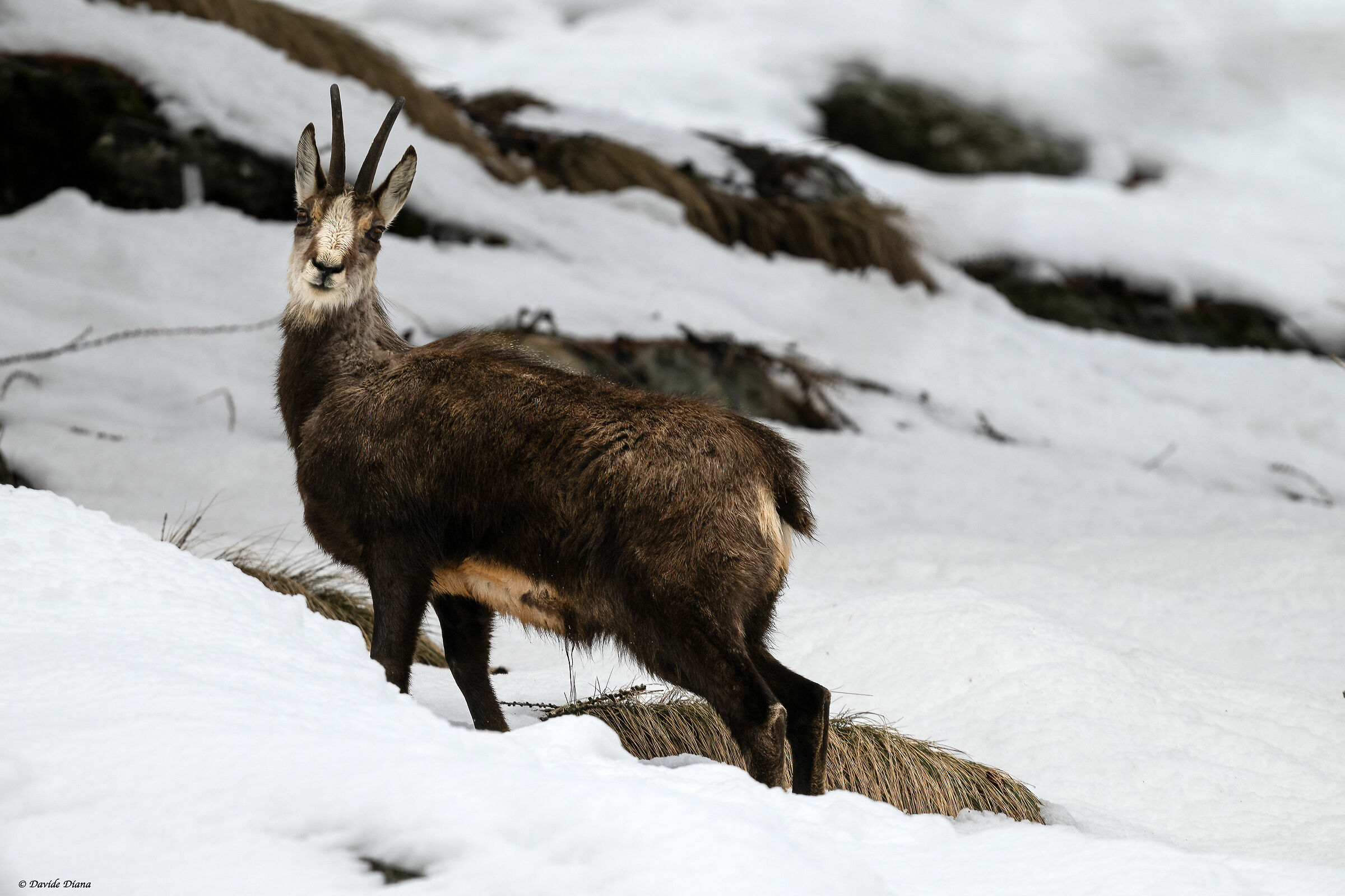 Chamois - Gran Paradiso National Park