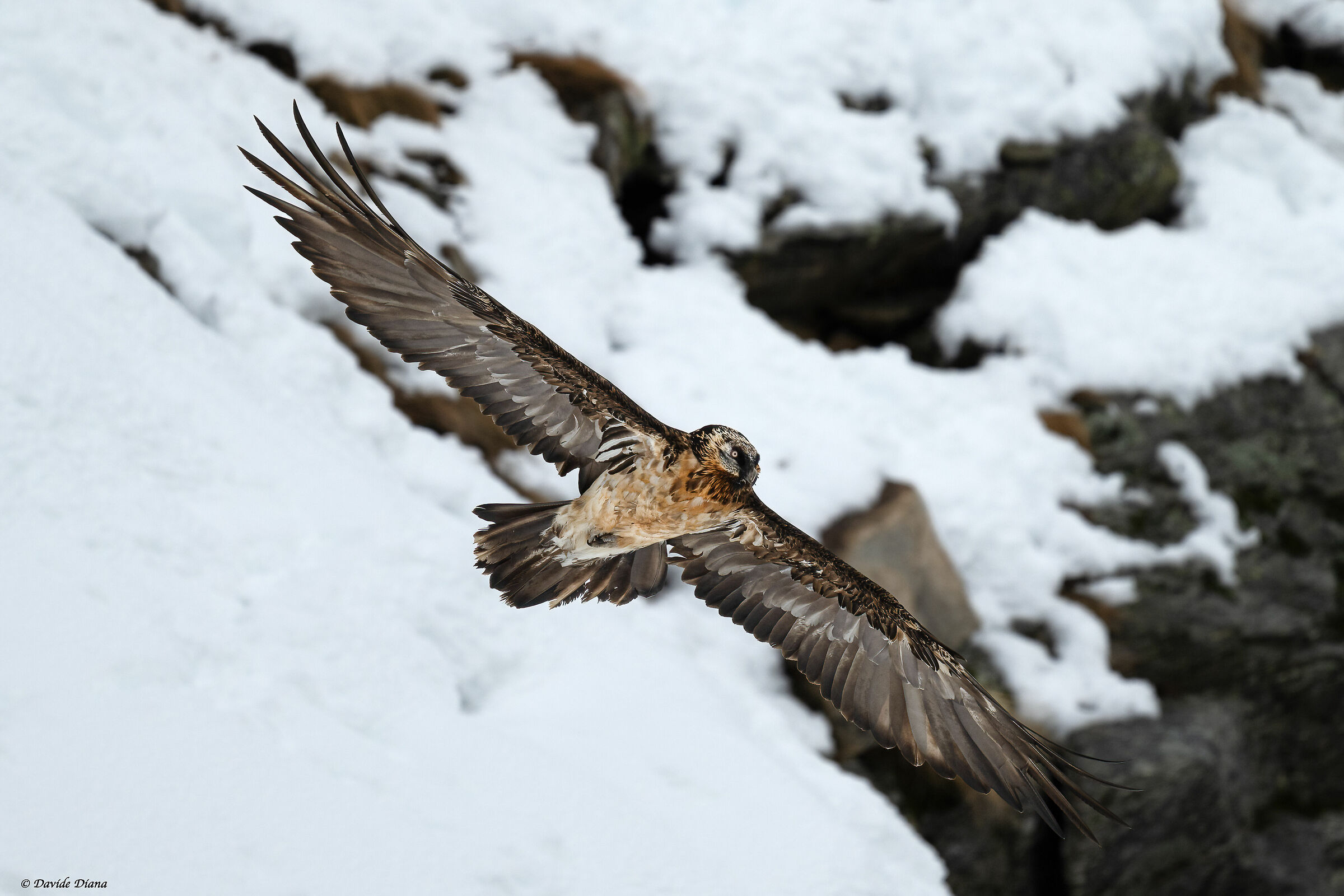 Gypaetus barbatus - Gran Paradiso National Park