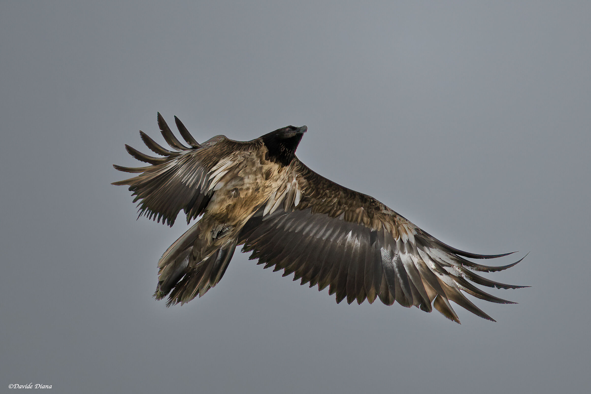 Gypaetus barbatus - Gran Paradiso National Park