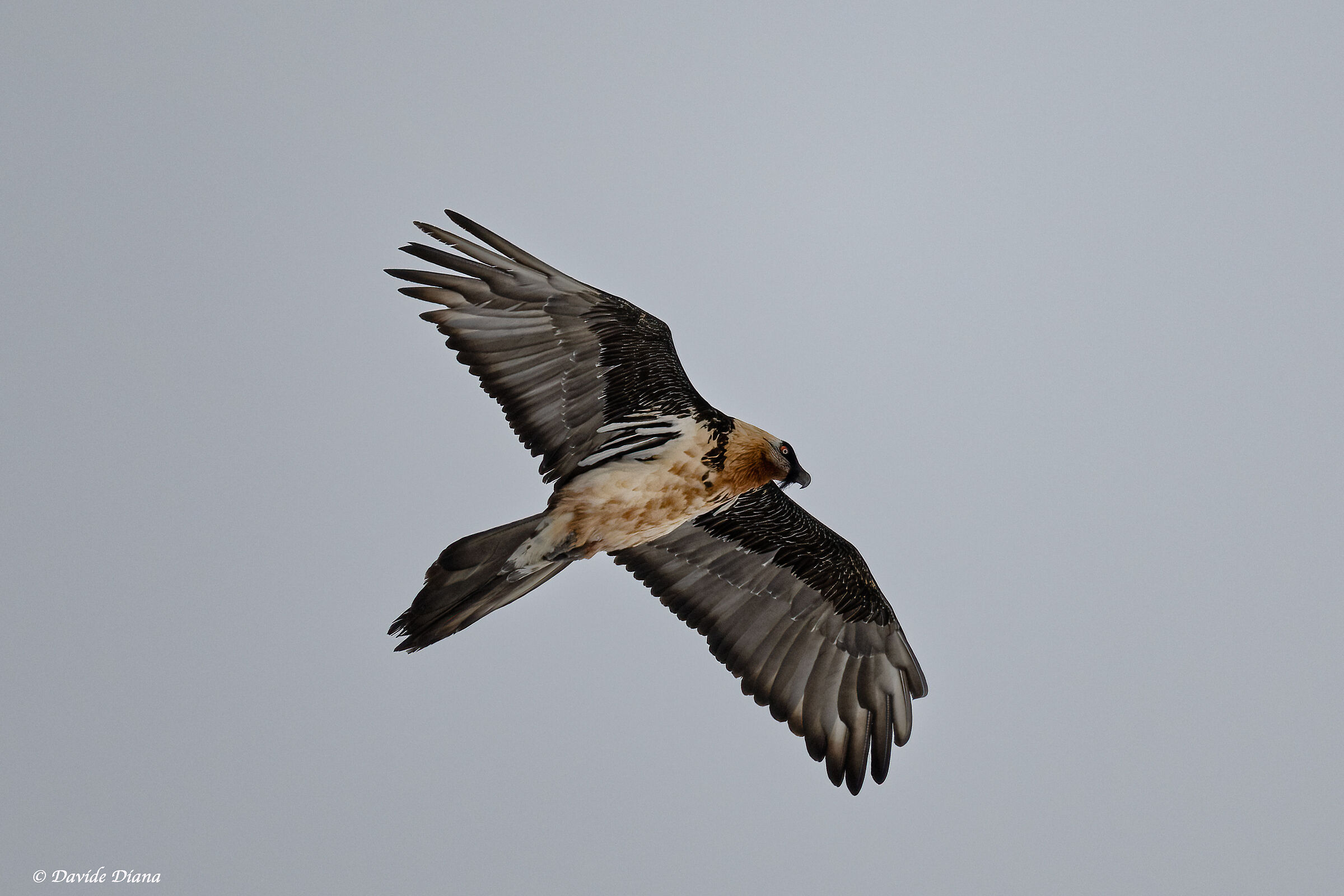 Gypaetus barbatus - Gran Paradiso National Park