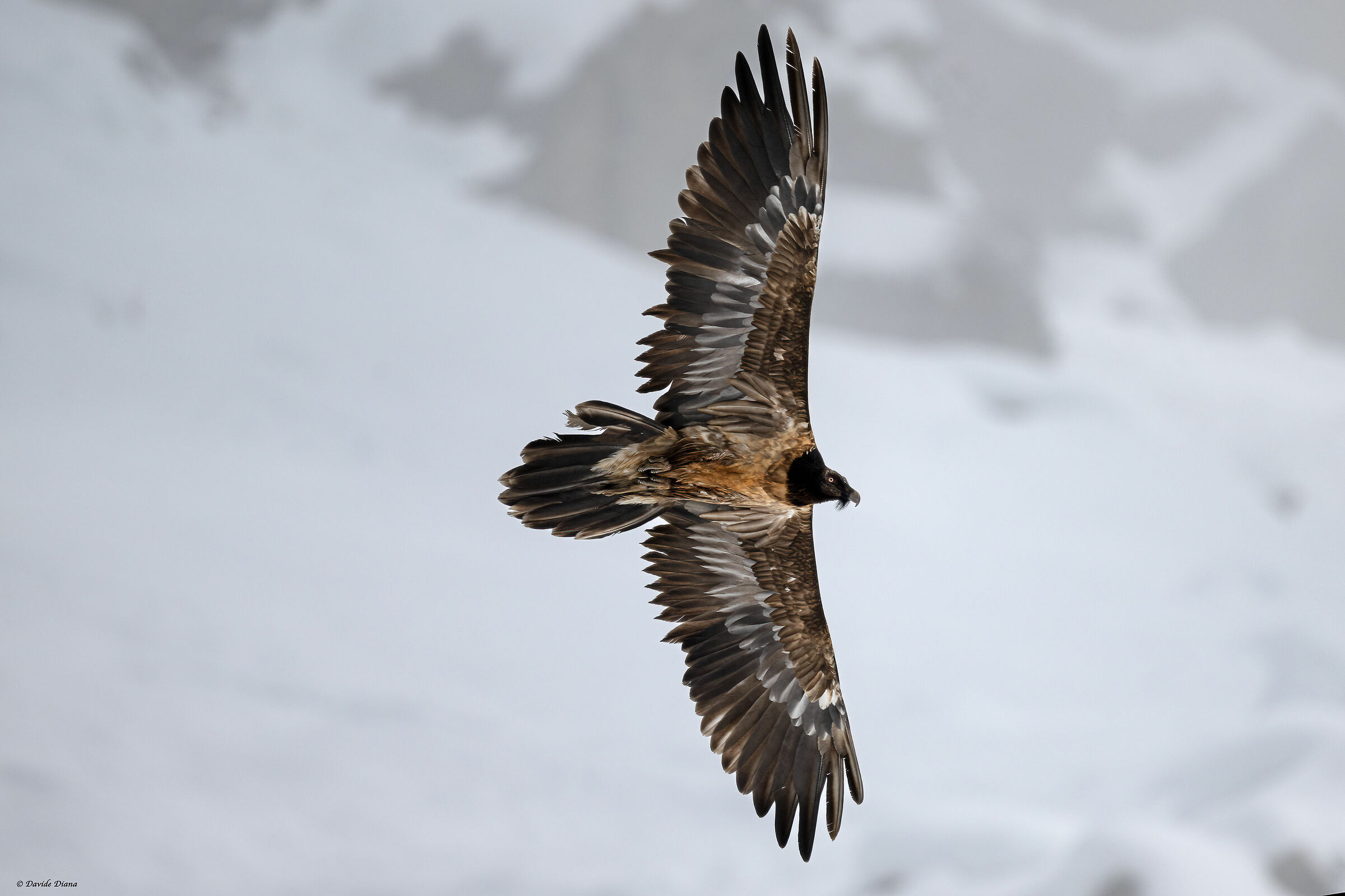Gypaetus barbatus - Gran Paradiso National Park
