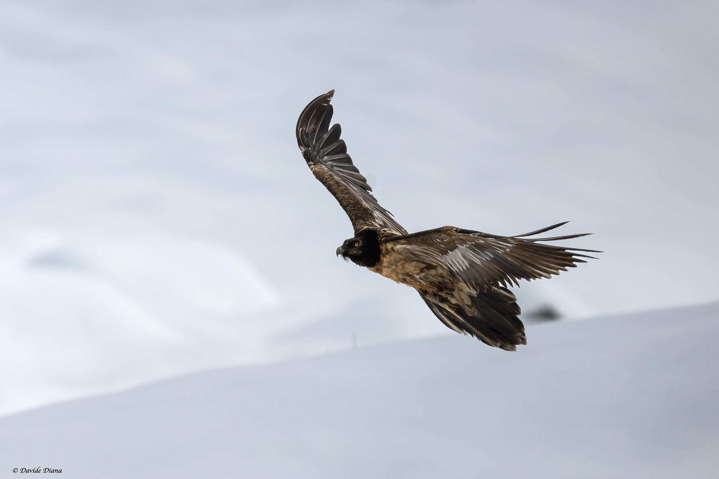 Gypaetus barbatus - Gran Paradiso National Park
