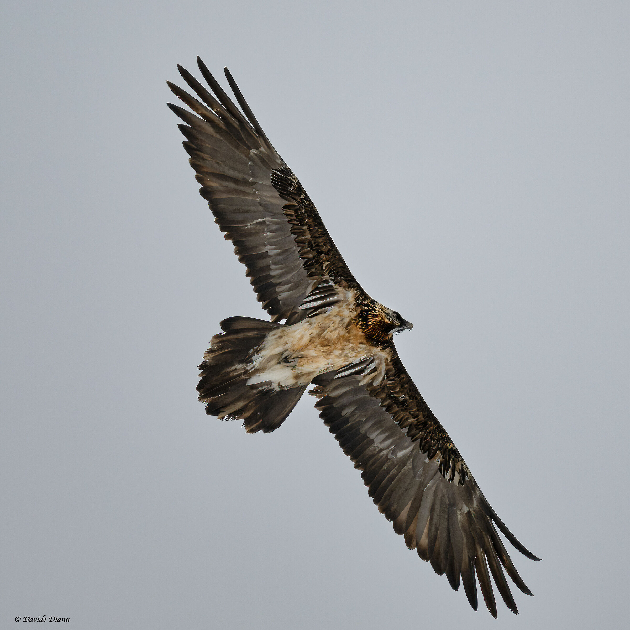 Gypaetus barbatus - Gran Paradiso National Park