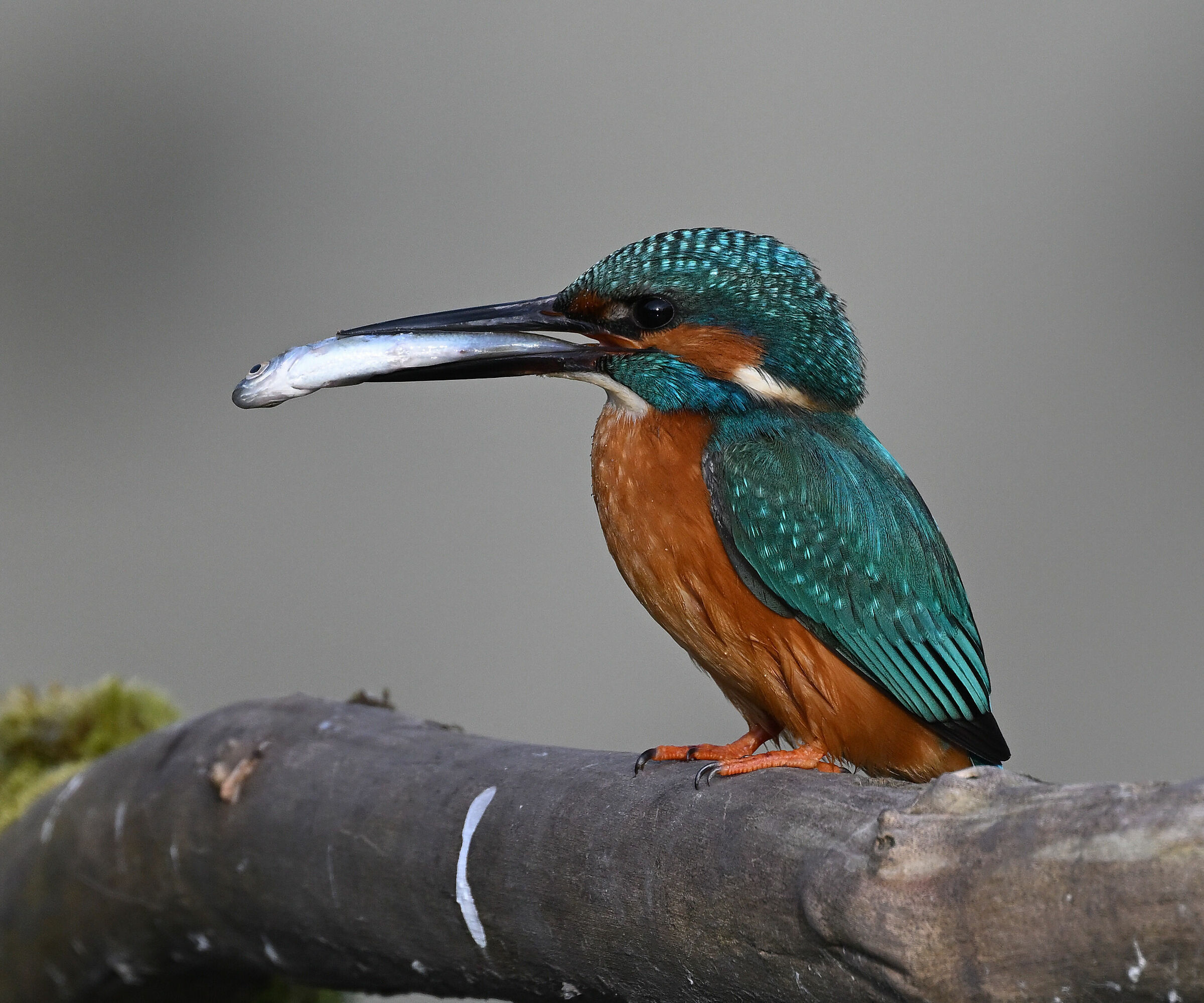 Kingfisher