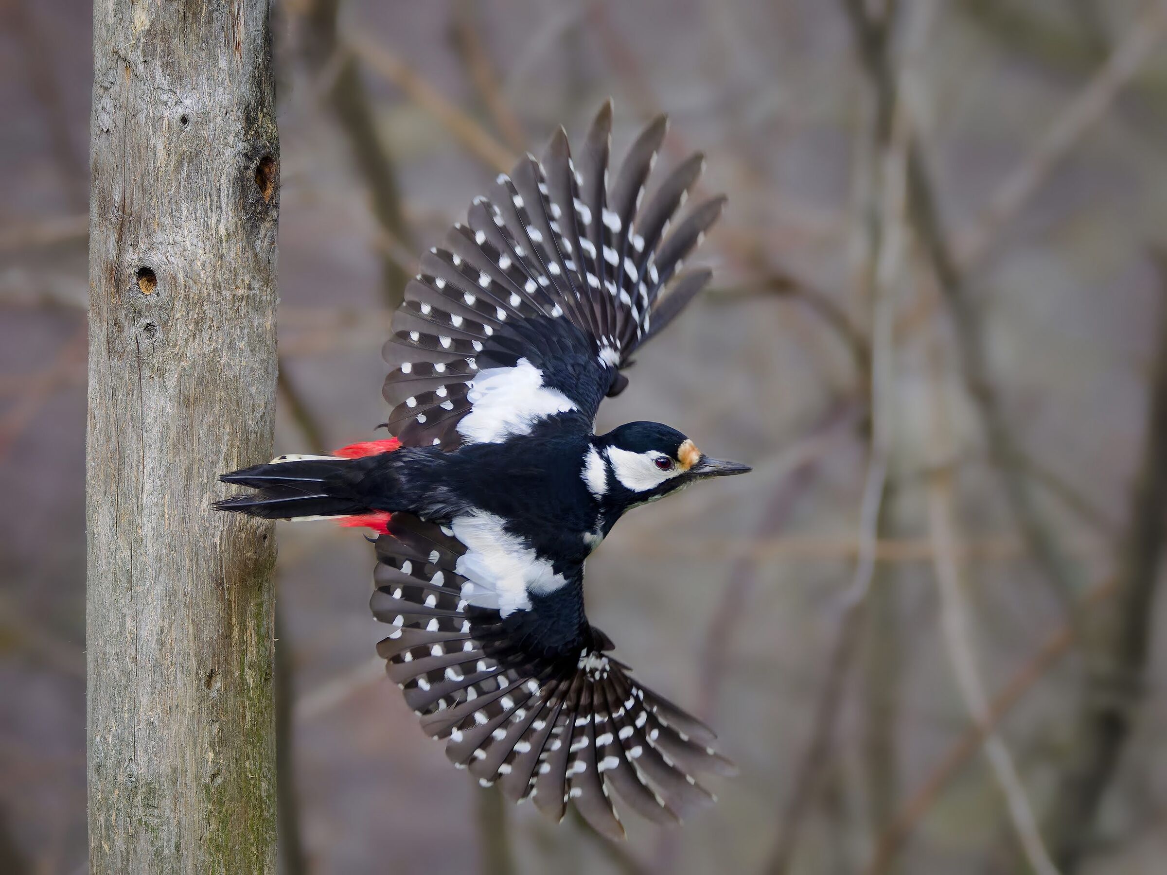 Picchio rosso maggiore (f)
