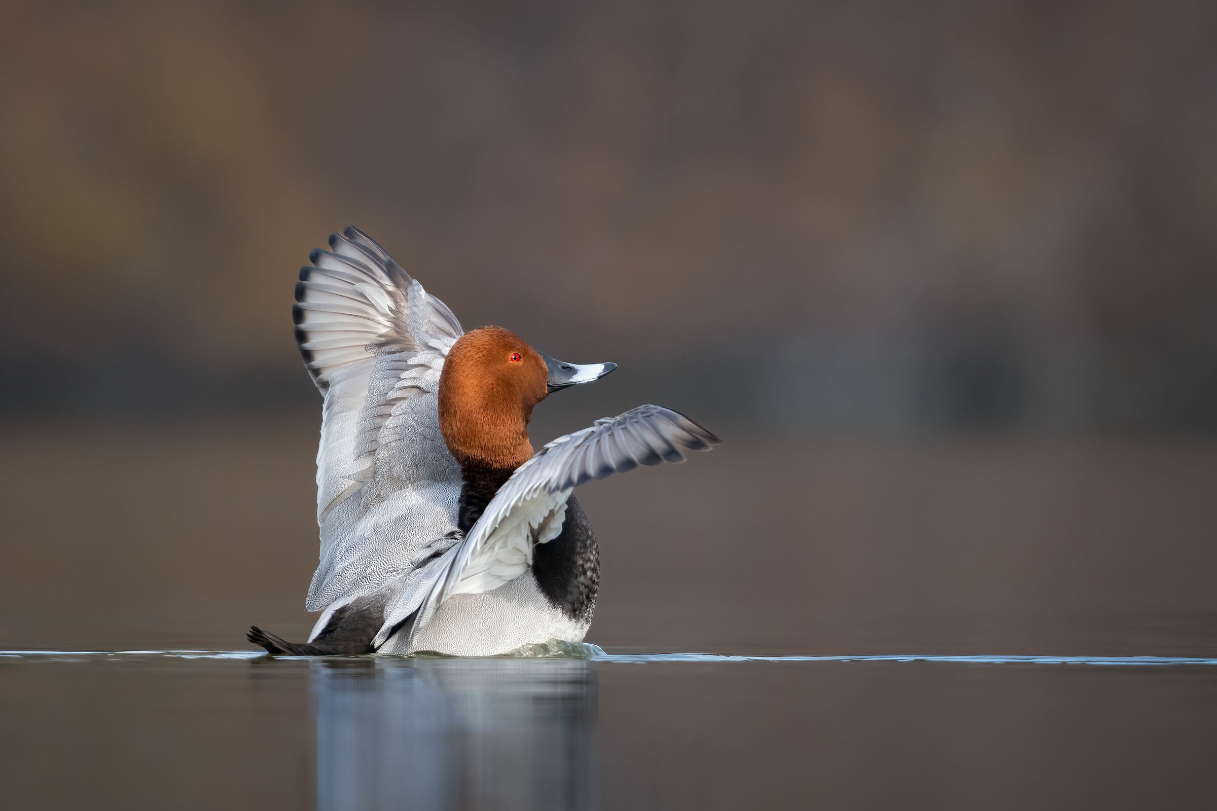 Moriglione (Aythya ferina)