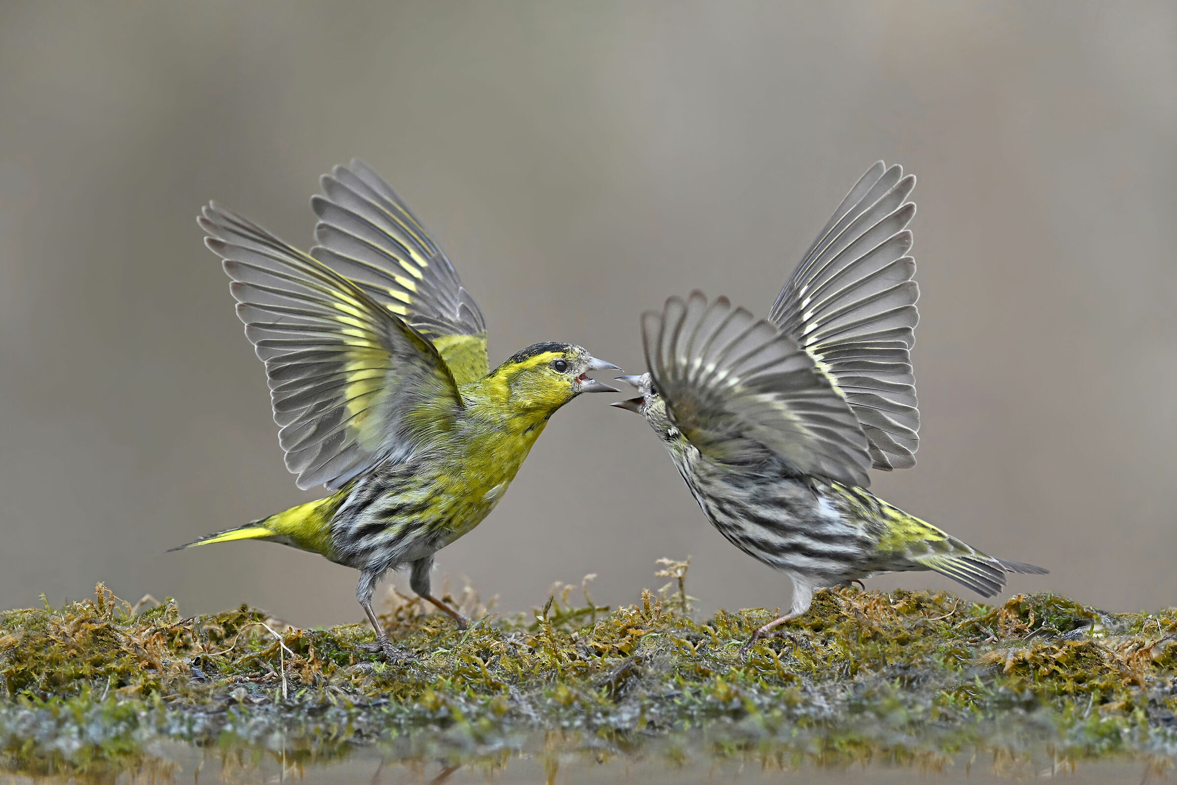 Storie di piume 9  ( Lucherino )