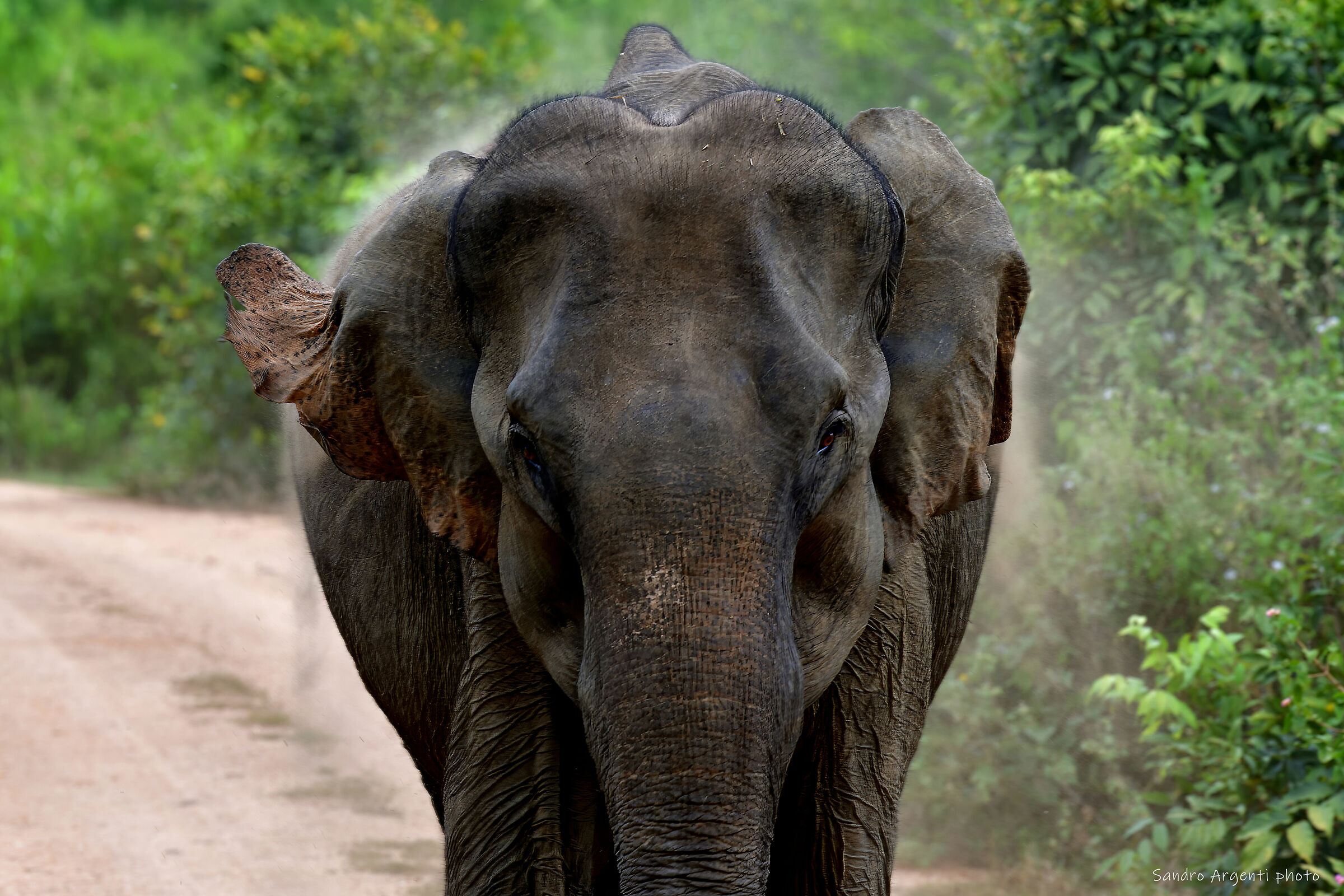 Ho sempre  temuto più gli esseri umani degli animali.