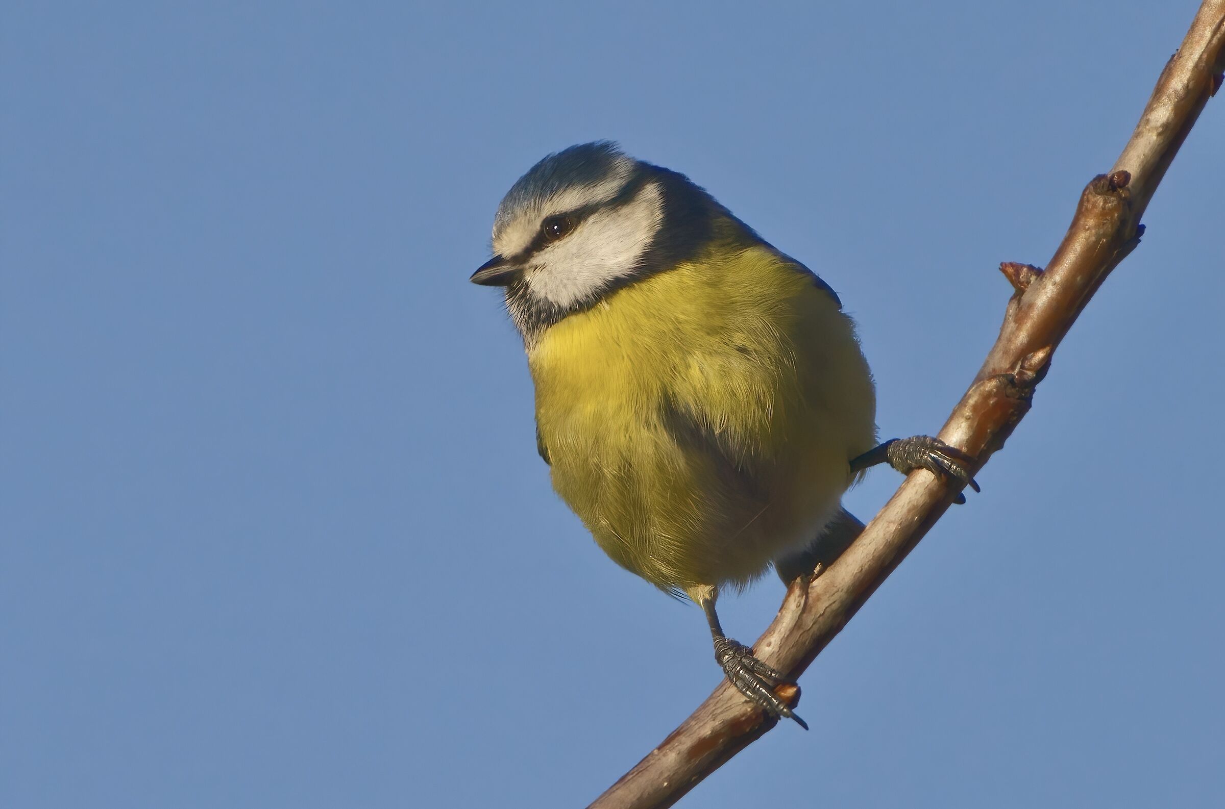 La cinciarella si gode il sole