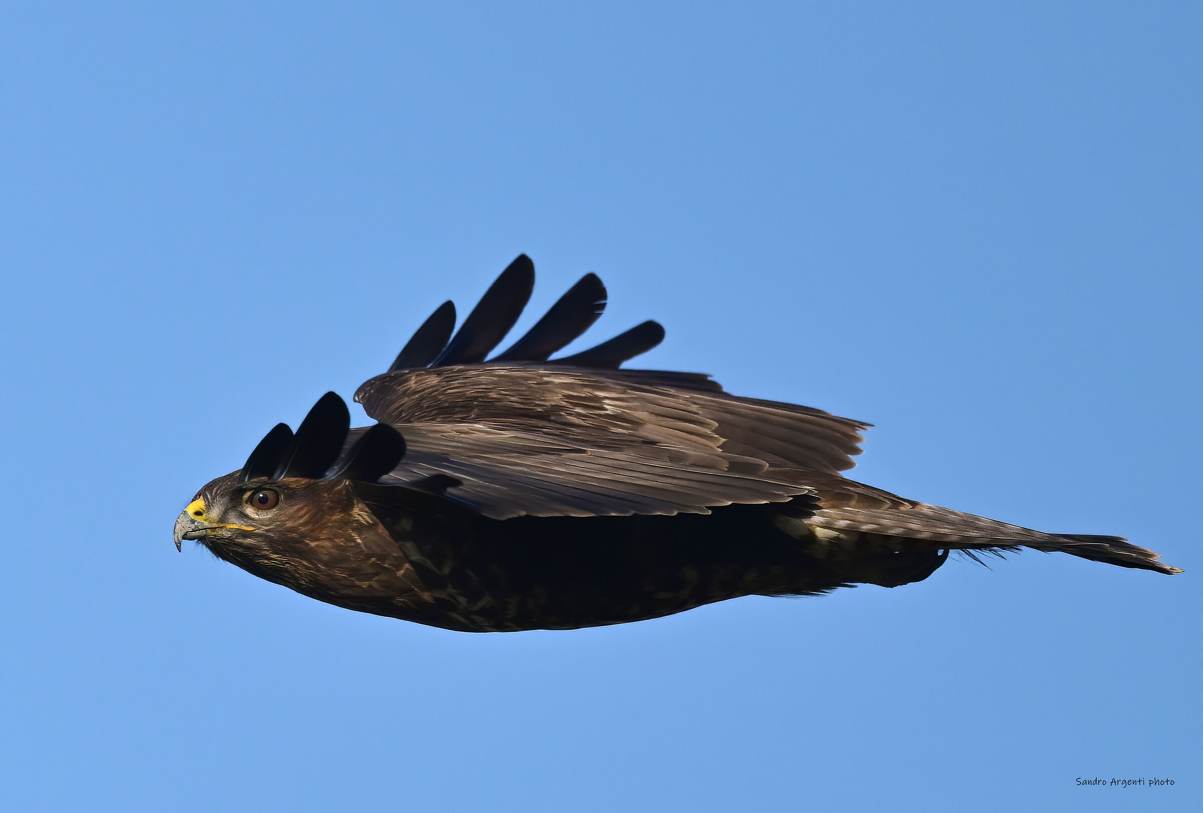 Grande aerodinamicità della Poiana (Buteo buteo)