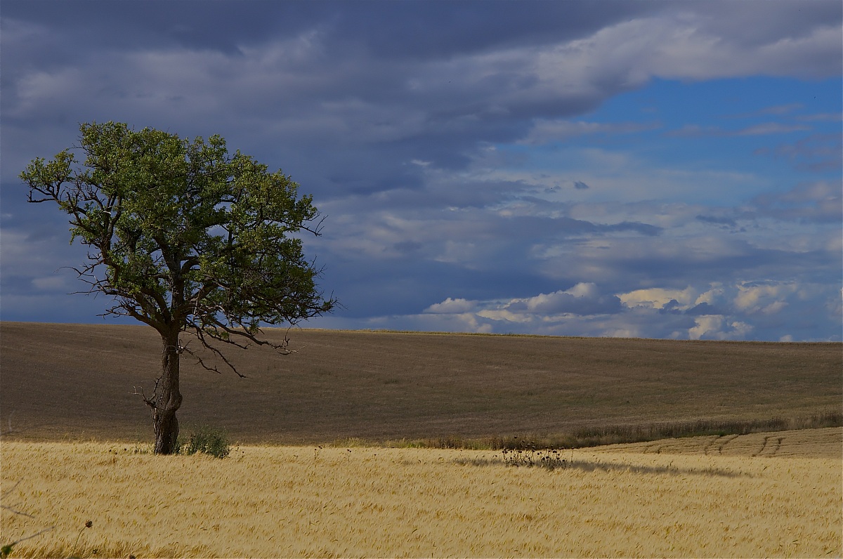 The Tree of Knowledge