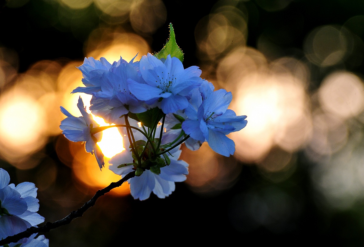 Prunus japonica "Amanogawa"