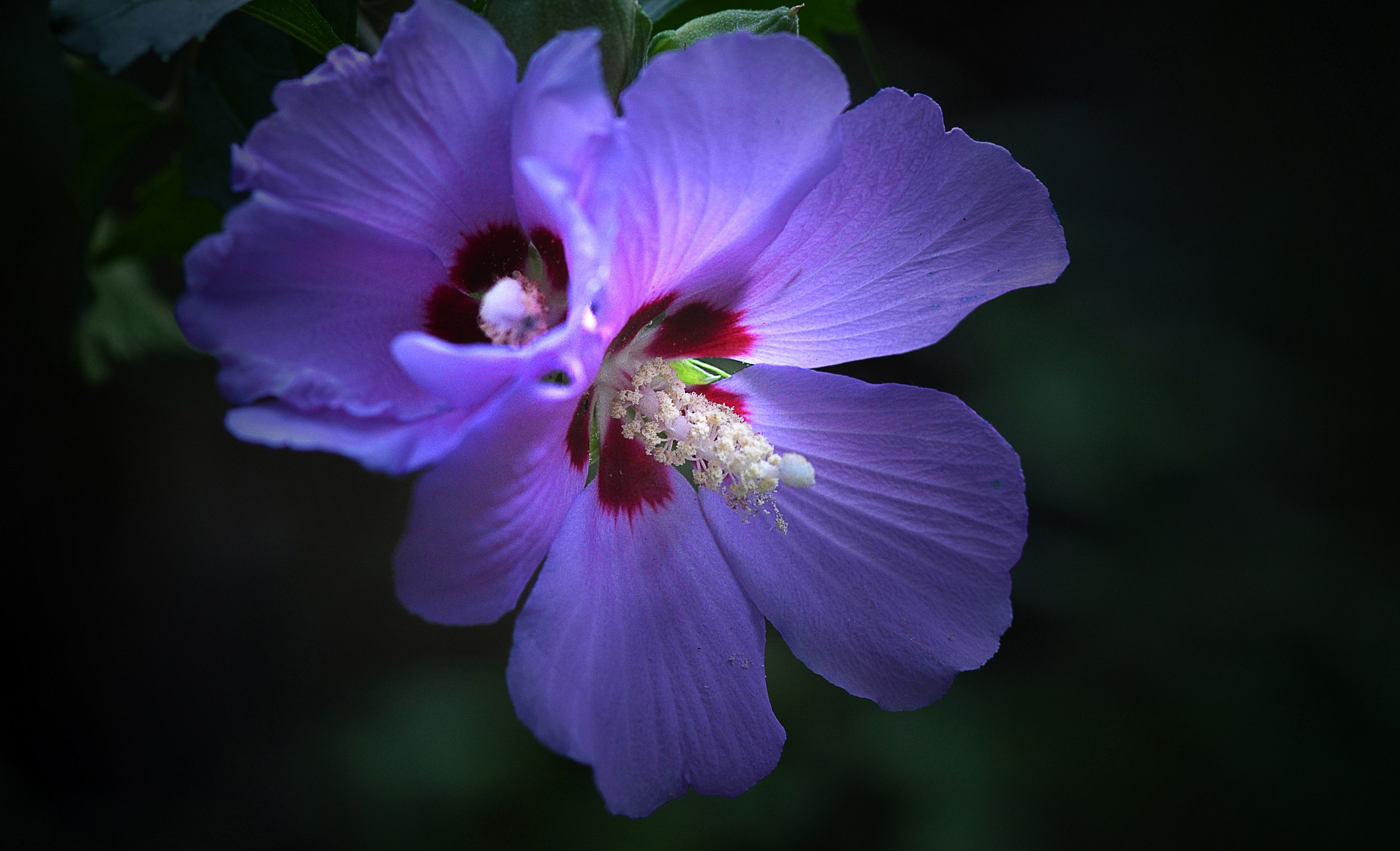 Hibiscus syriacus "Blue Bird"