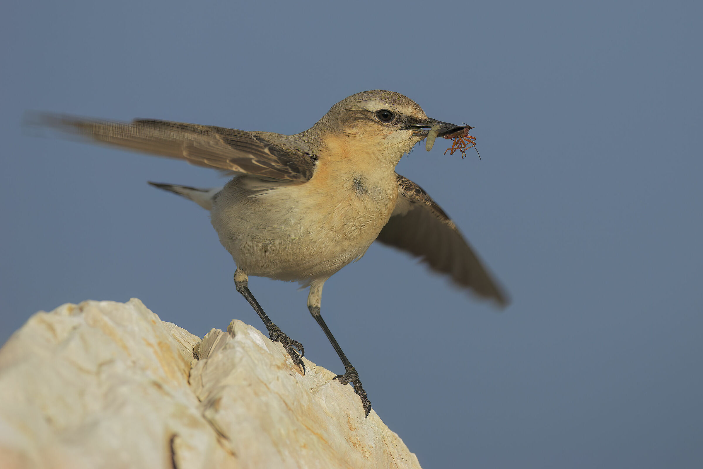 Northern wheatear