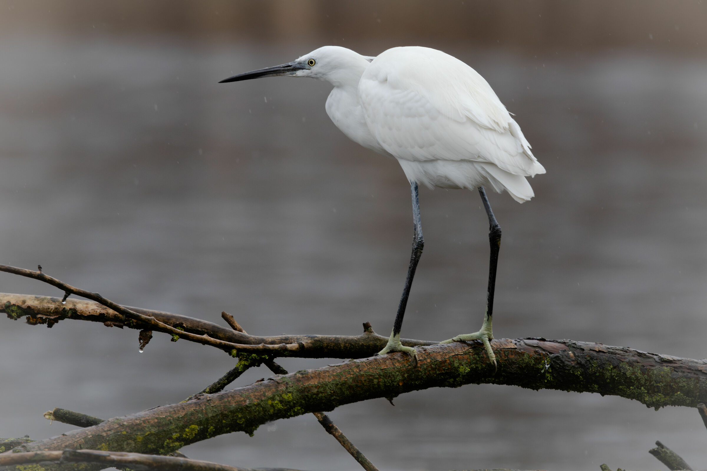 Egret in the rain
