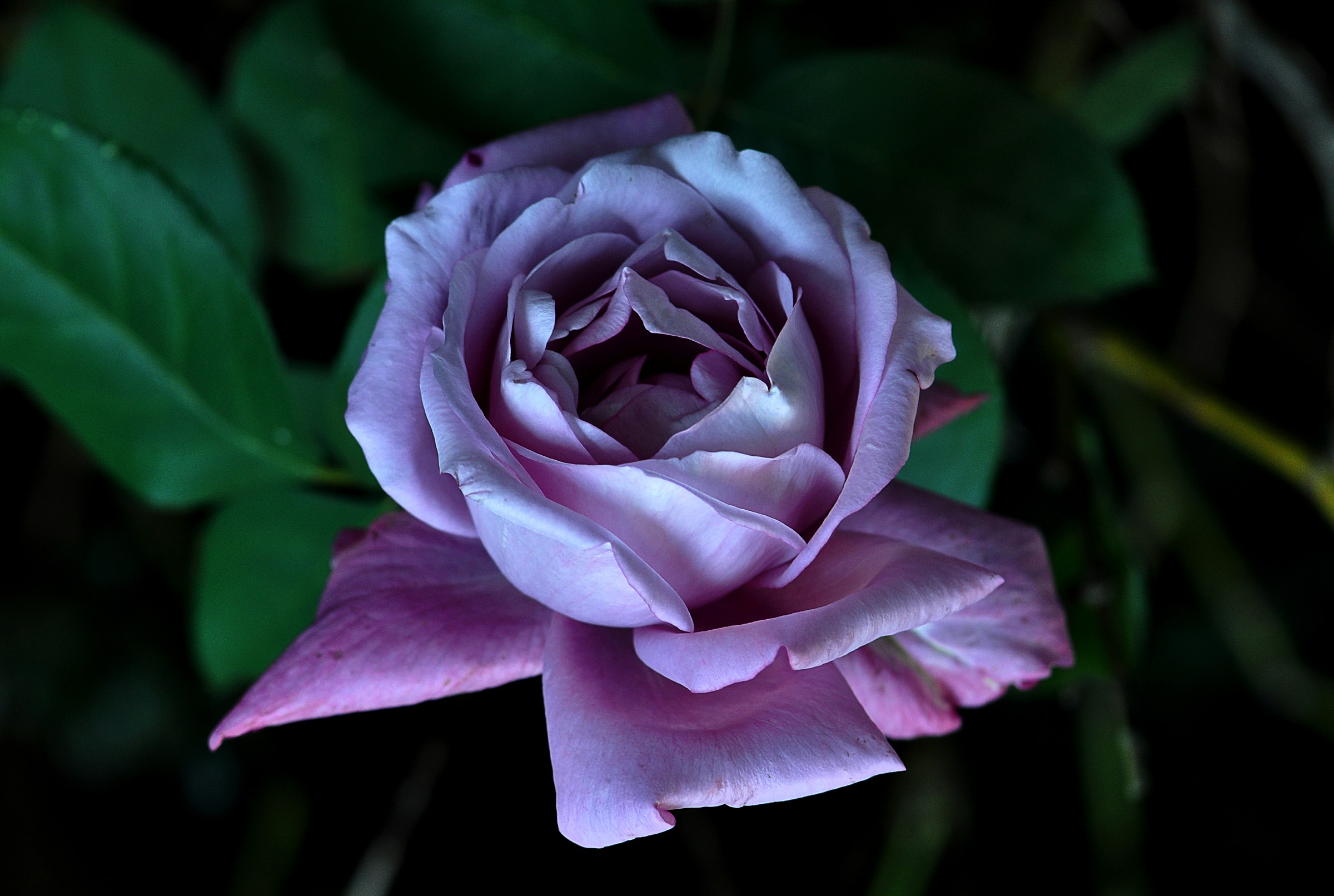 Rose "Eminence"