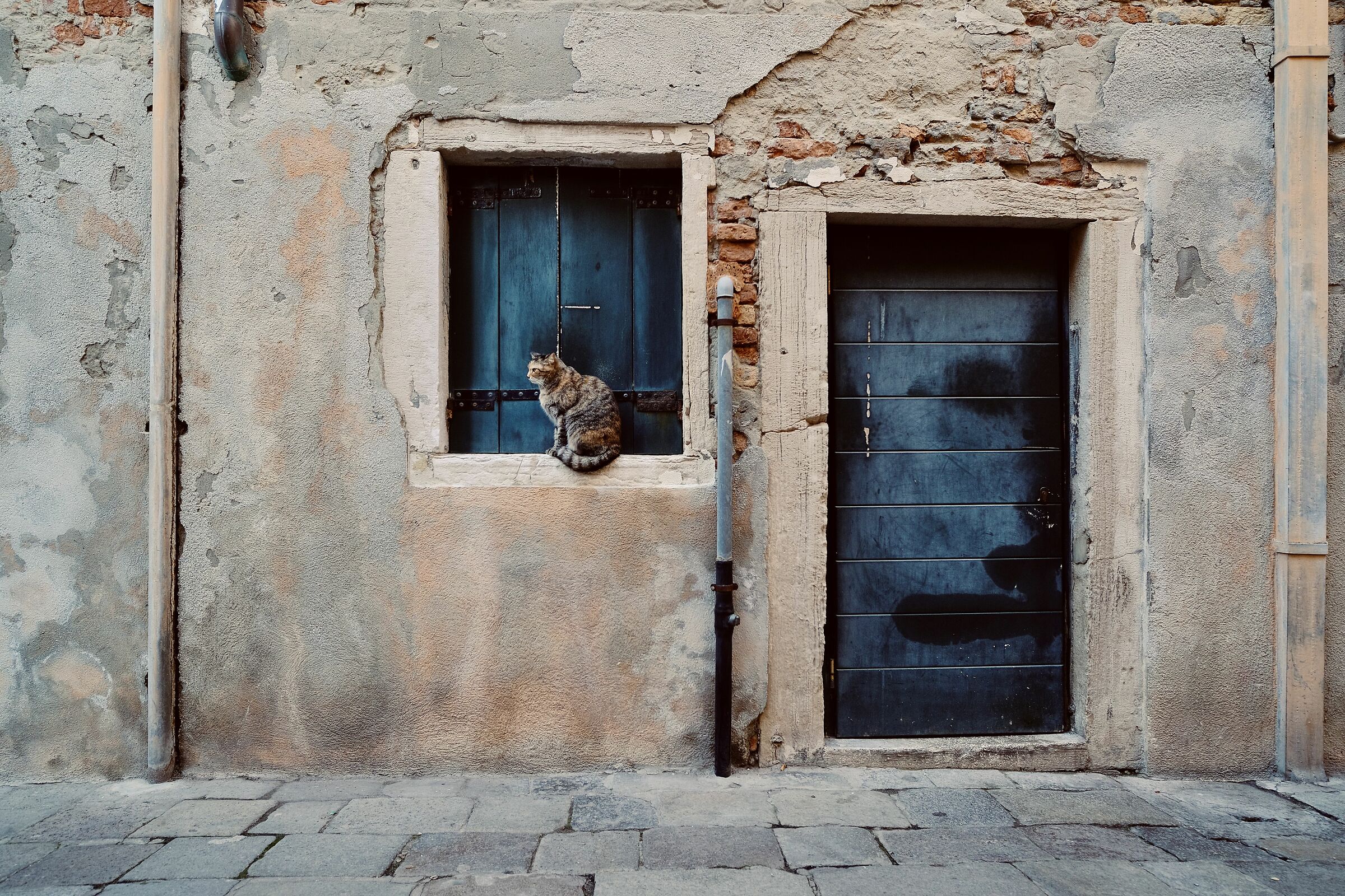 Venezia - Gatto sul Davanzale
