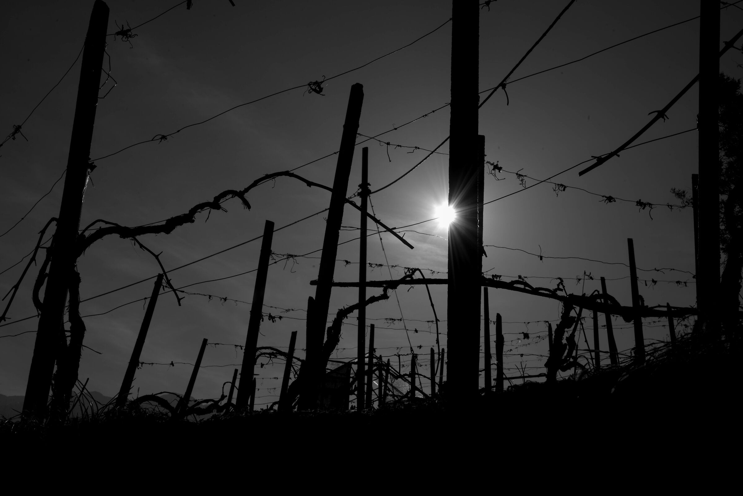 Vineyards in winter