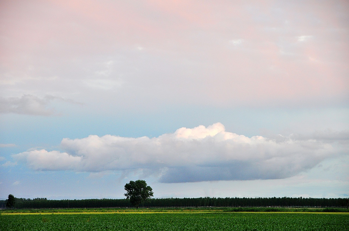 The cloud n the tree