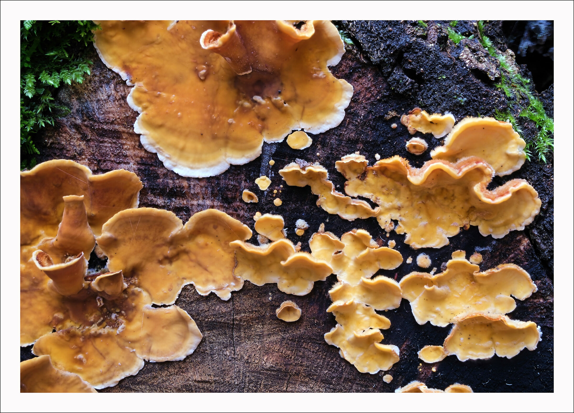 Yellow on Wood stacked 33 photos