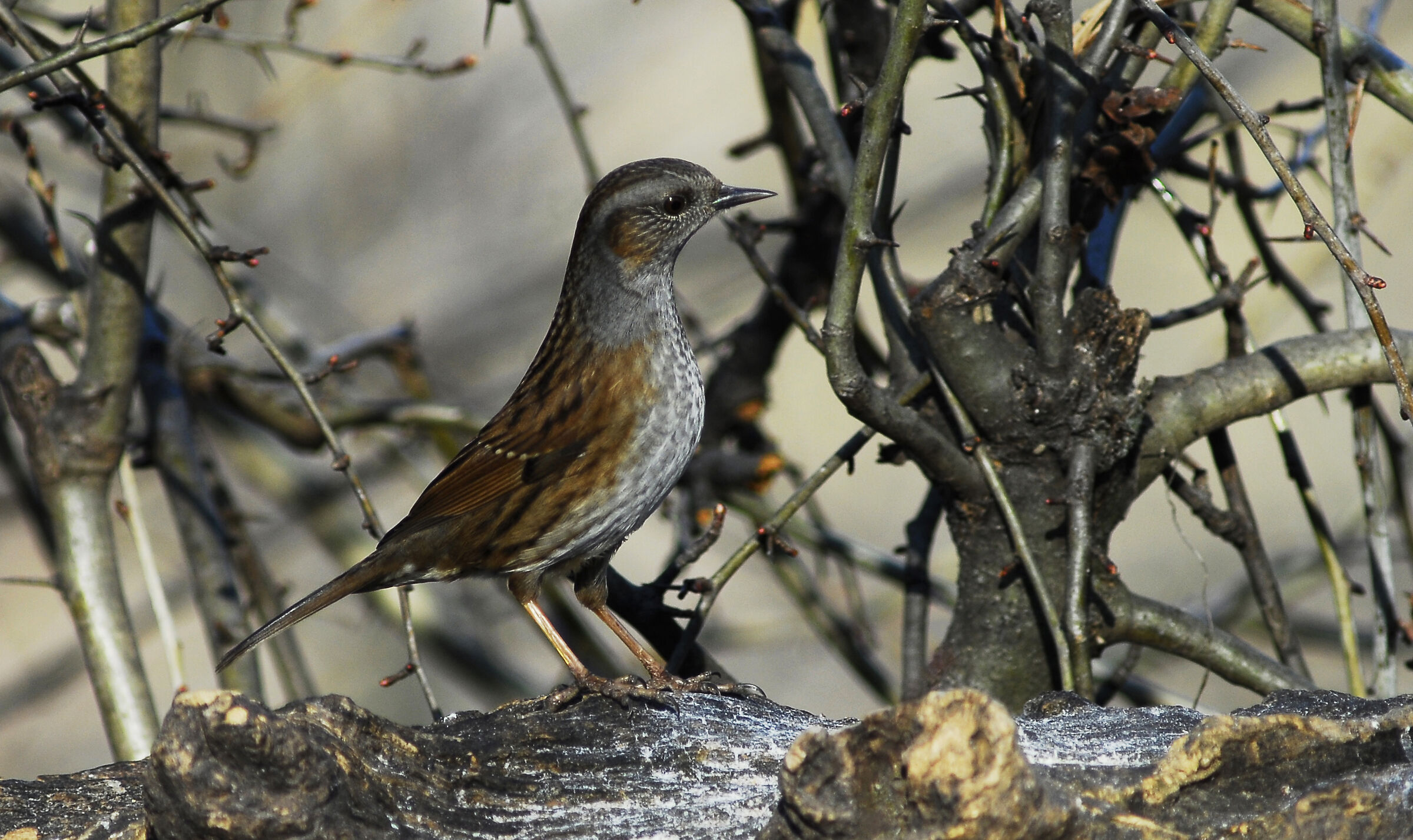 Dunnock