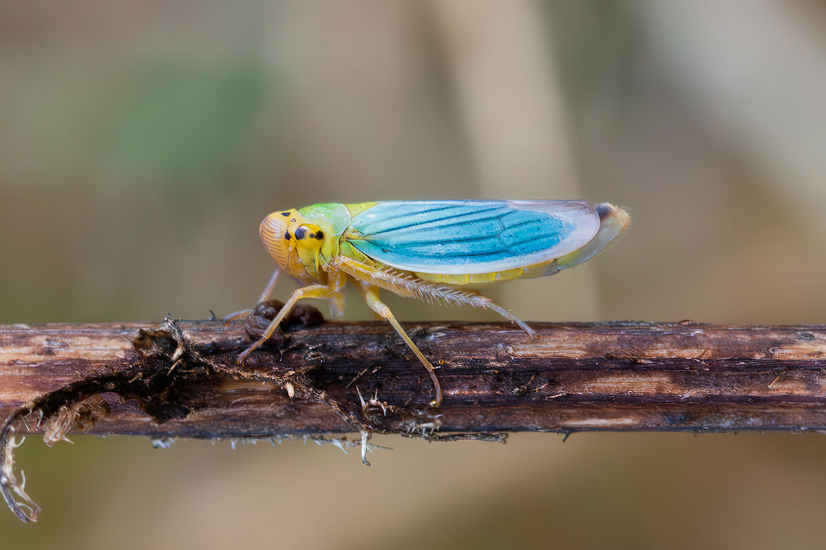Cicadella viridis