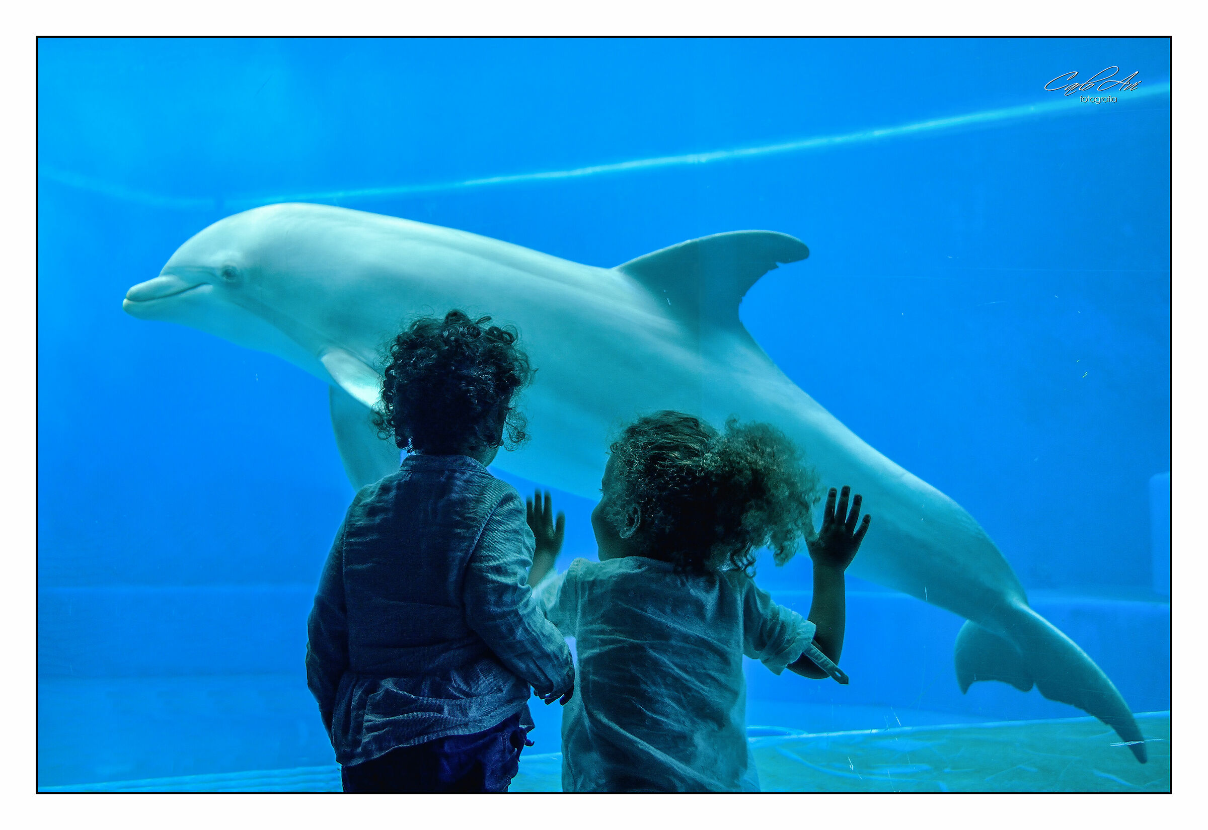 un giorno all'Acquario