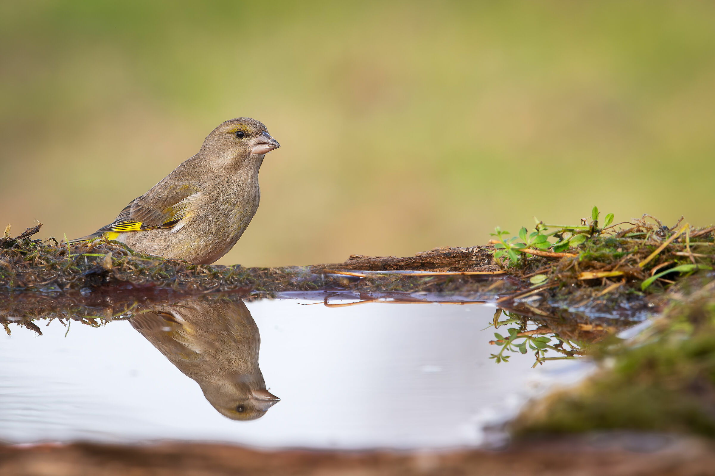 Greenfinch #capannocora
