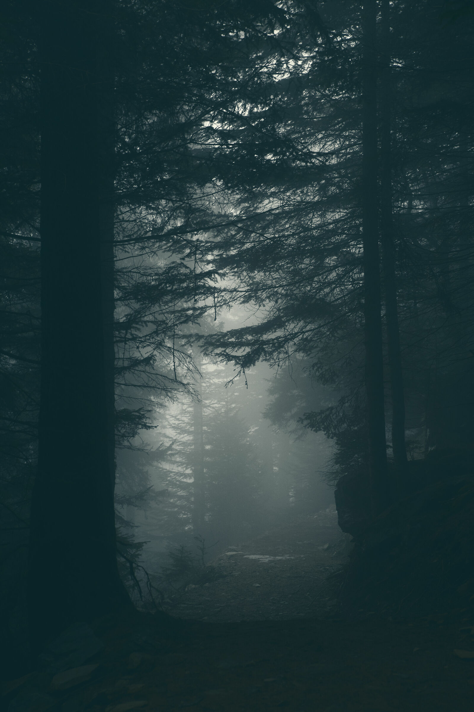 attraverso il buio. inquietudine nel sentiero...