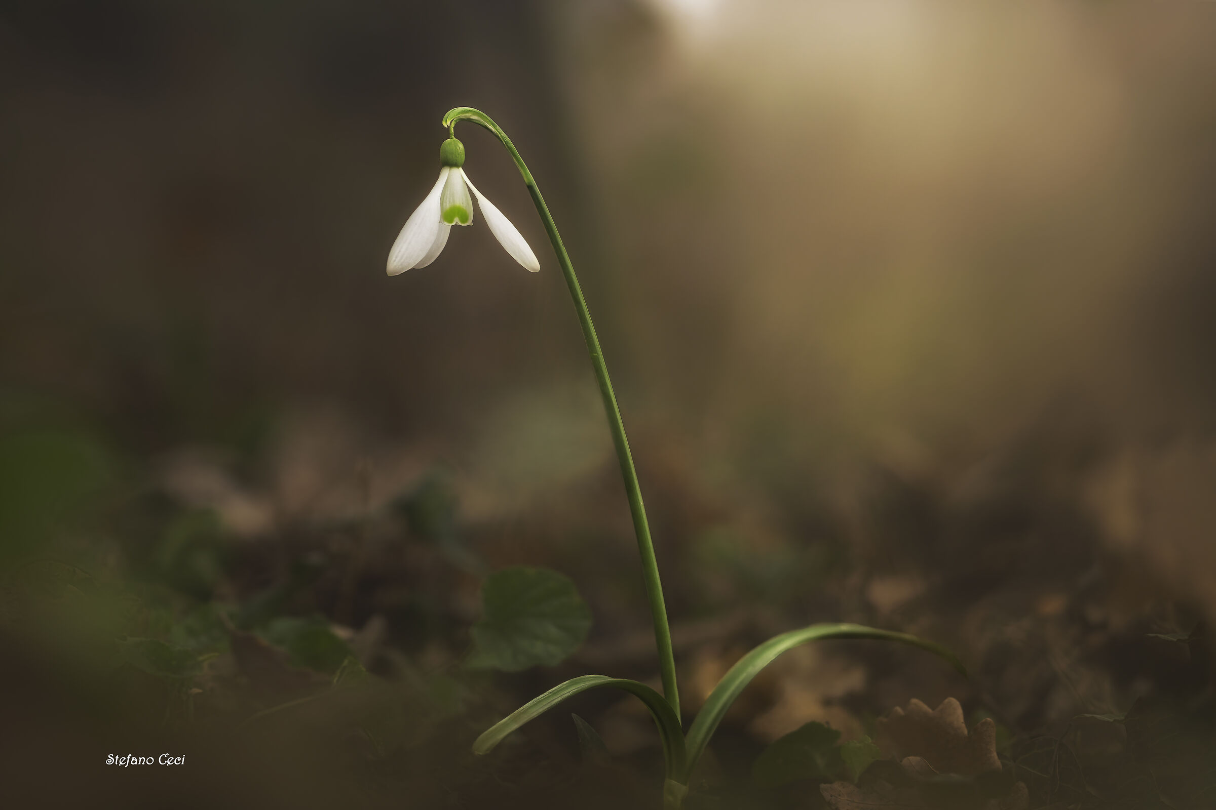 Galanthus nivalis