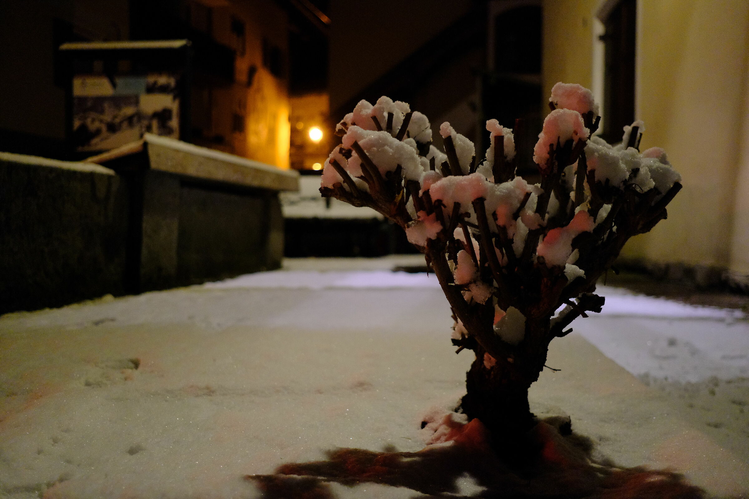 Predazzo Notte - Alberello