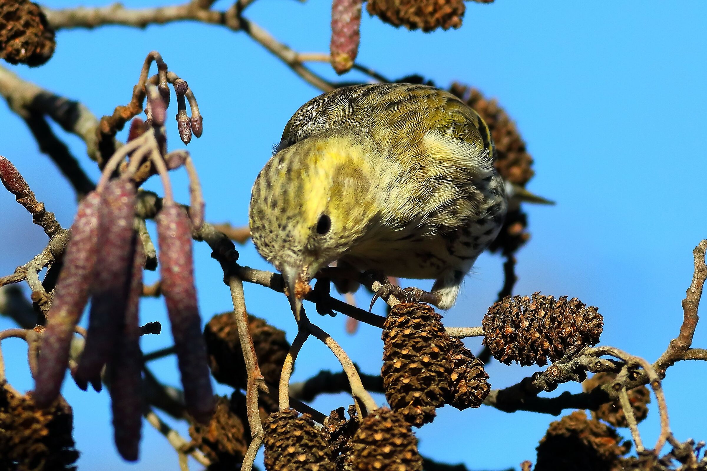 Lucherino 19-12-2023