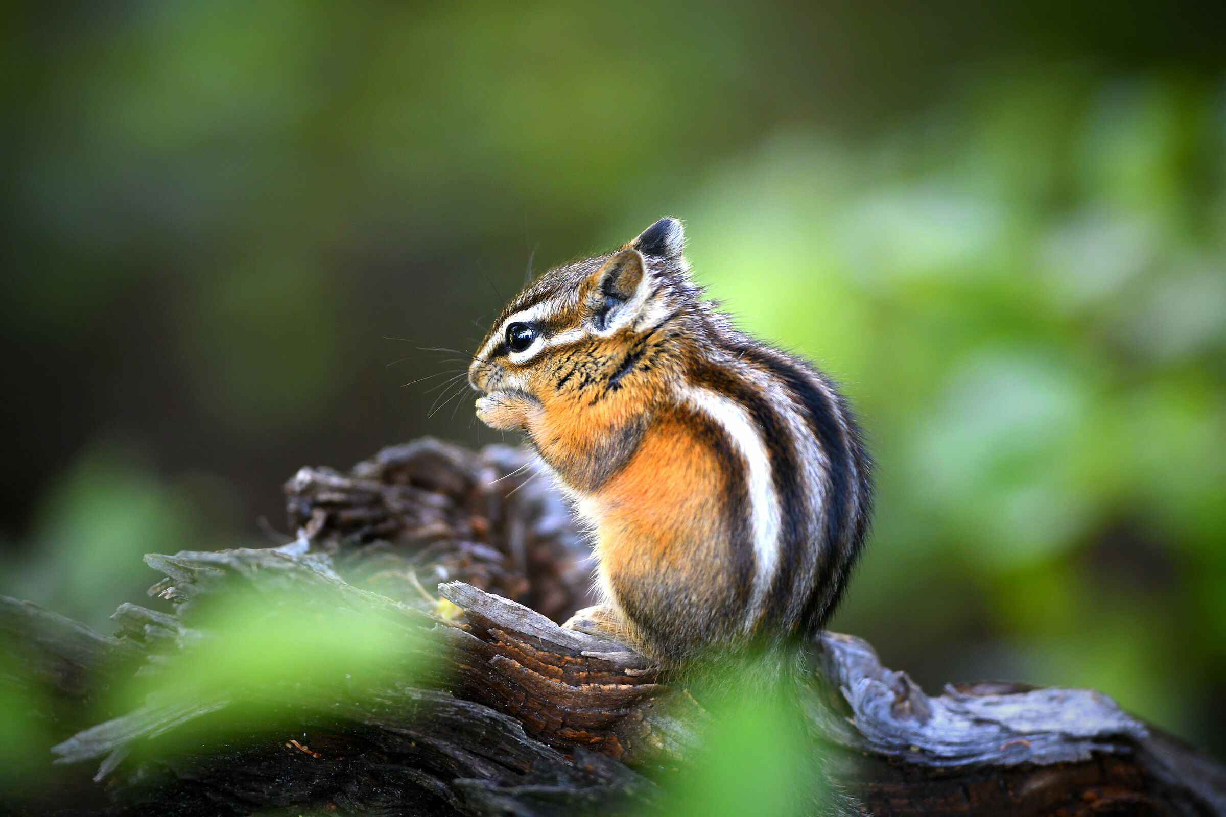 Least Chipmunk