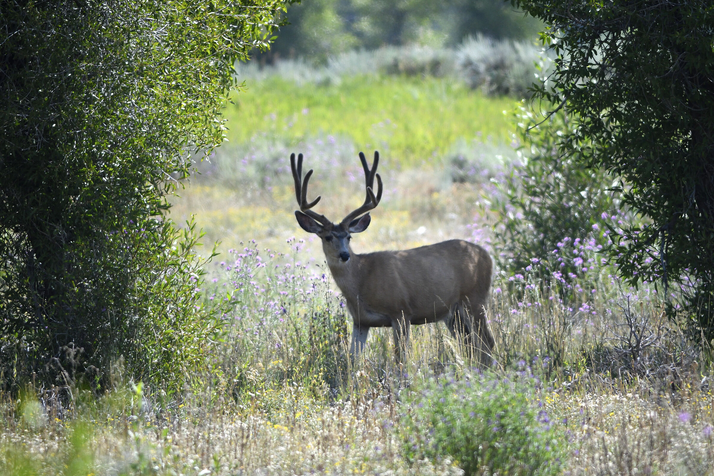 Mule Deer