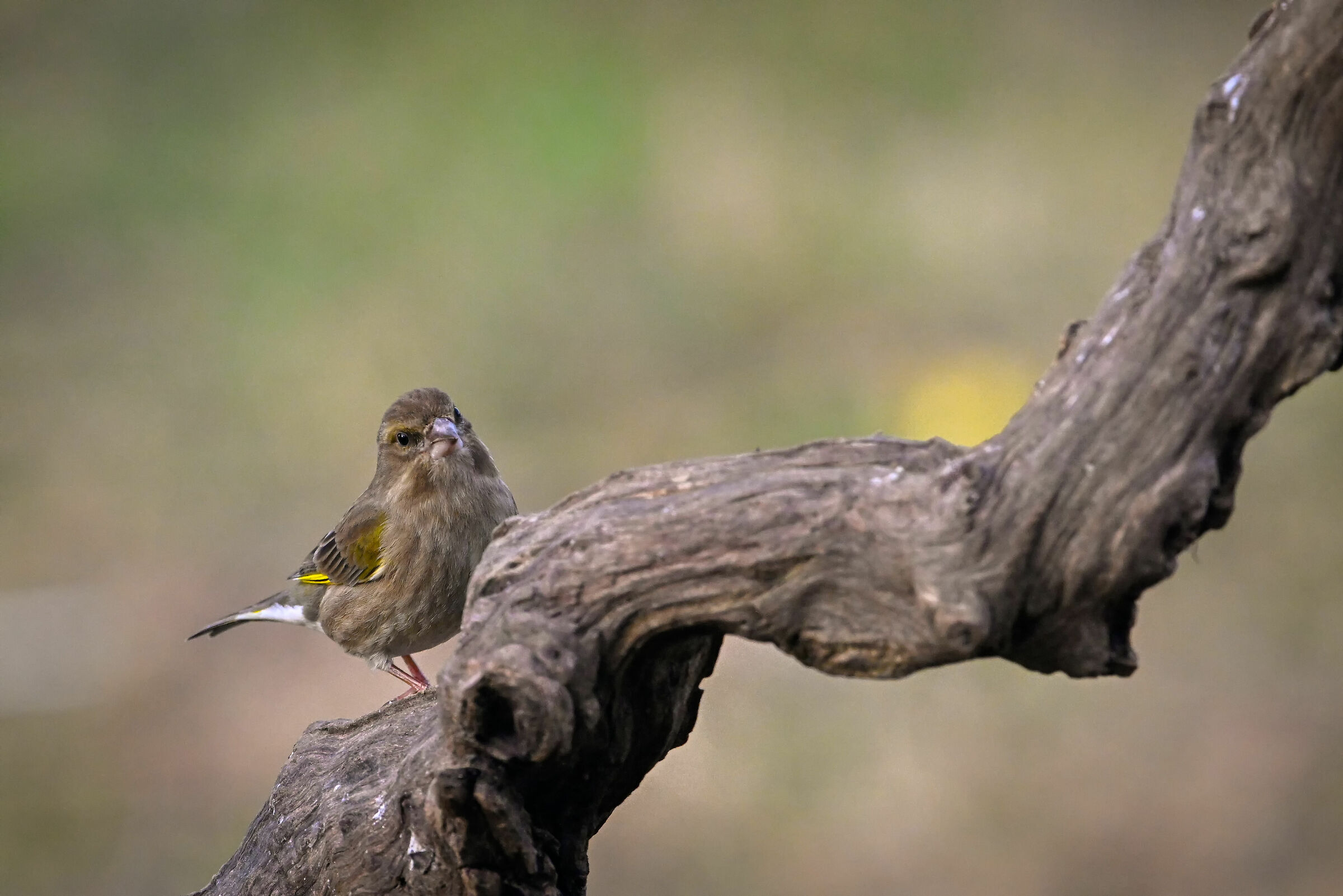 Greenfinch #capannocora