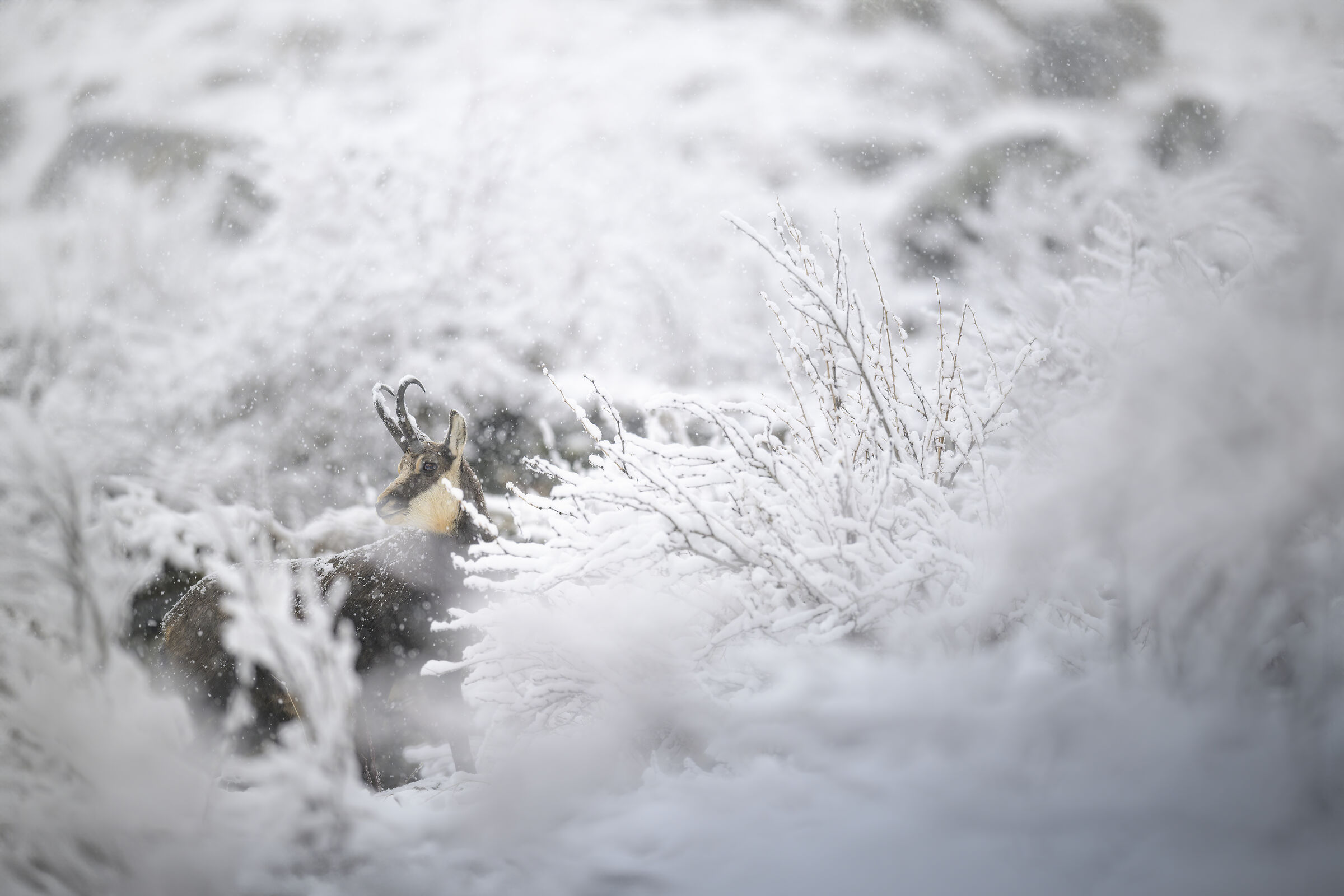 Camoscio tra i cespugli