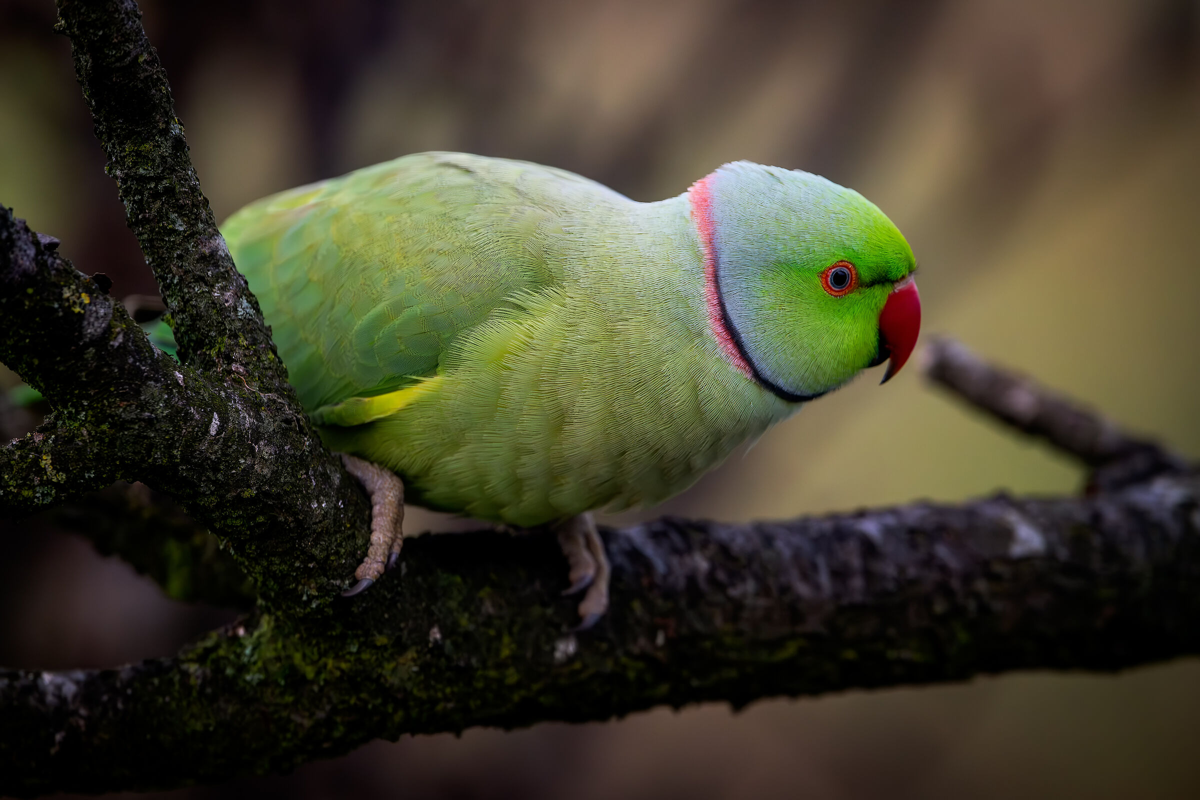 Parakeet #capannocora