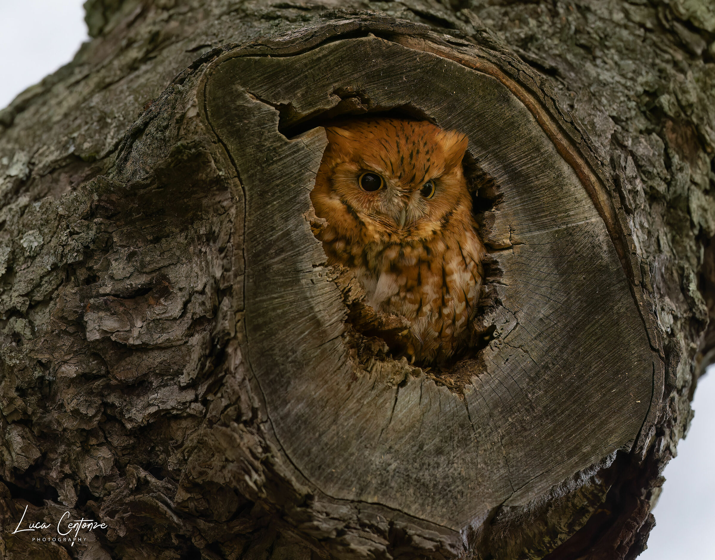 Eastern Screech-Owl (Megascops asio) American Scops Owl