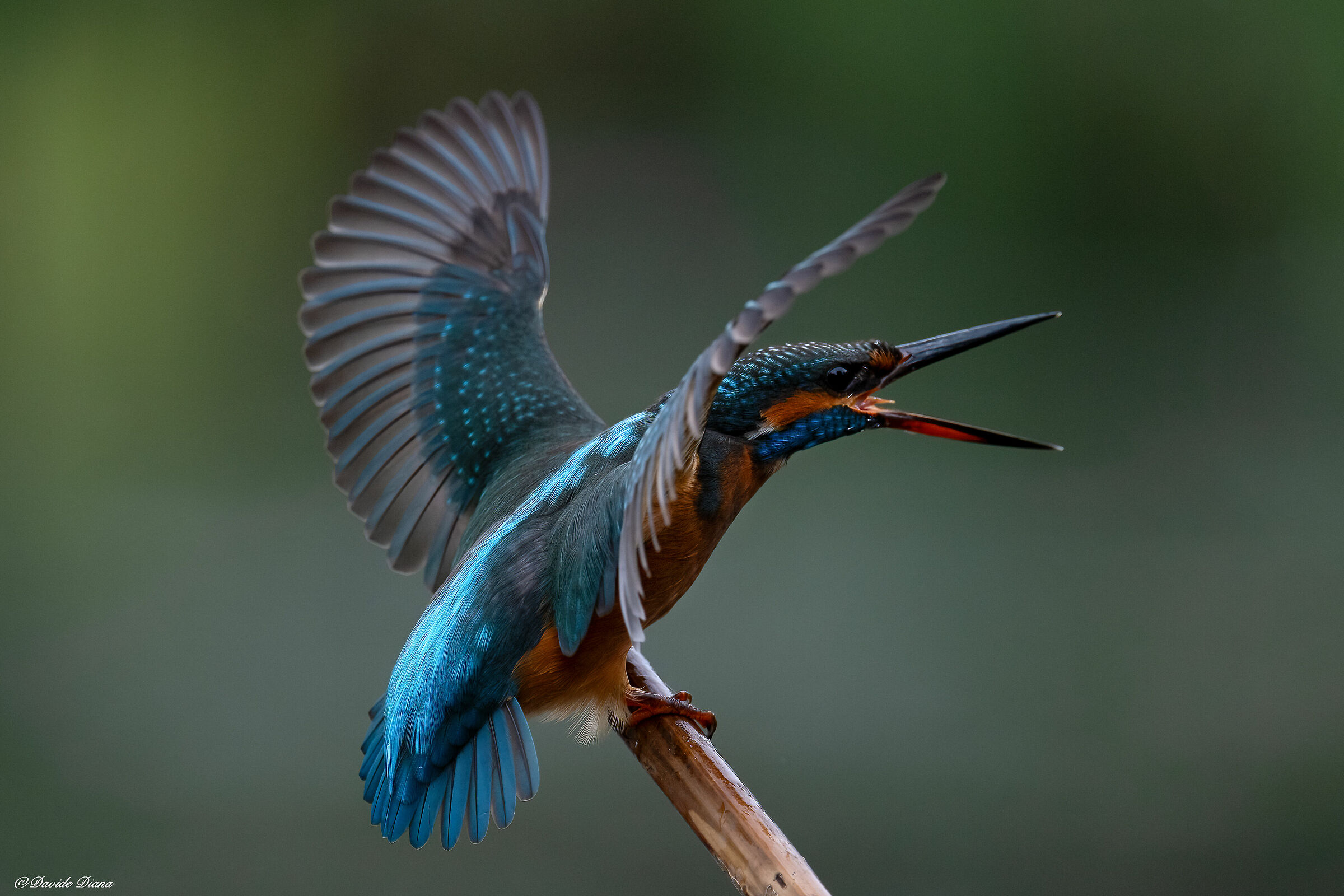 Martin Pescatore - Kingfisher