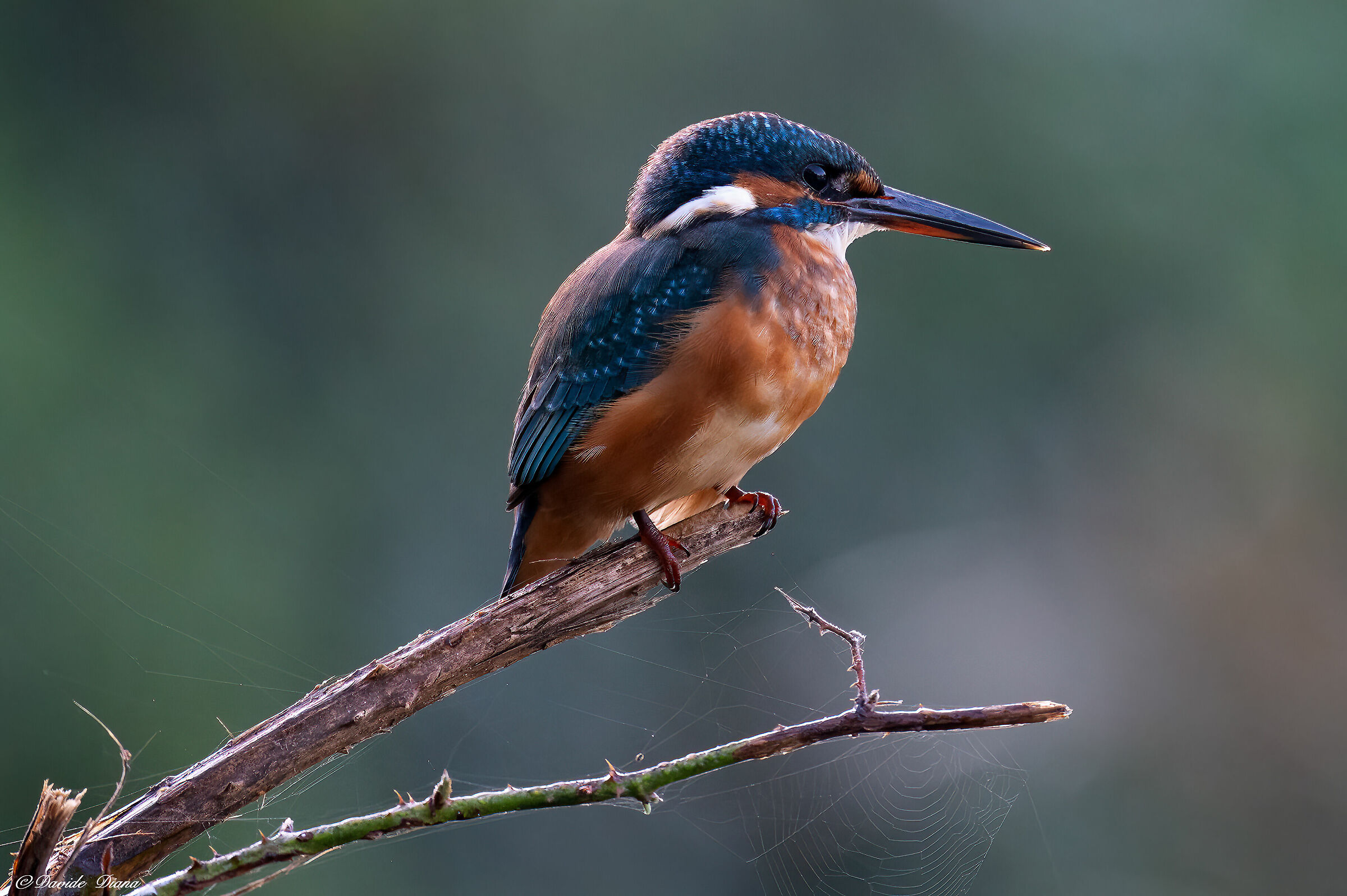 Martin Pescatore - Kingfisher