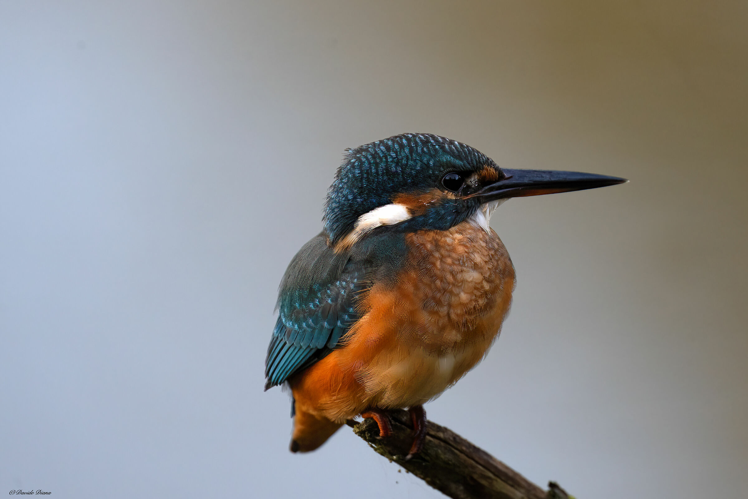 Martin Pescatore - Kingfisher