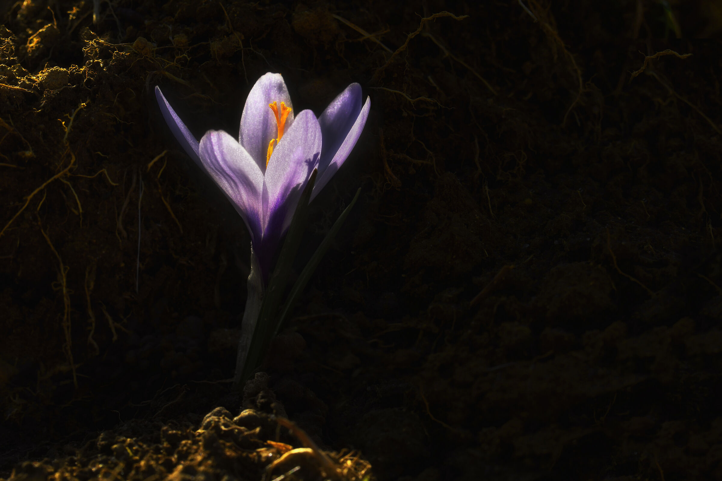 Dalla terra alla luce